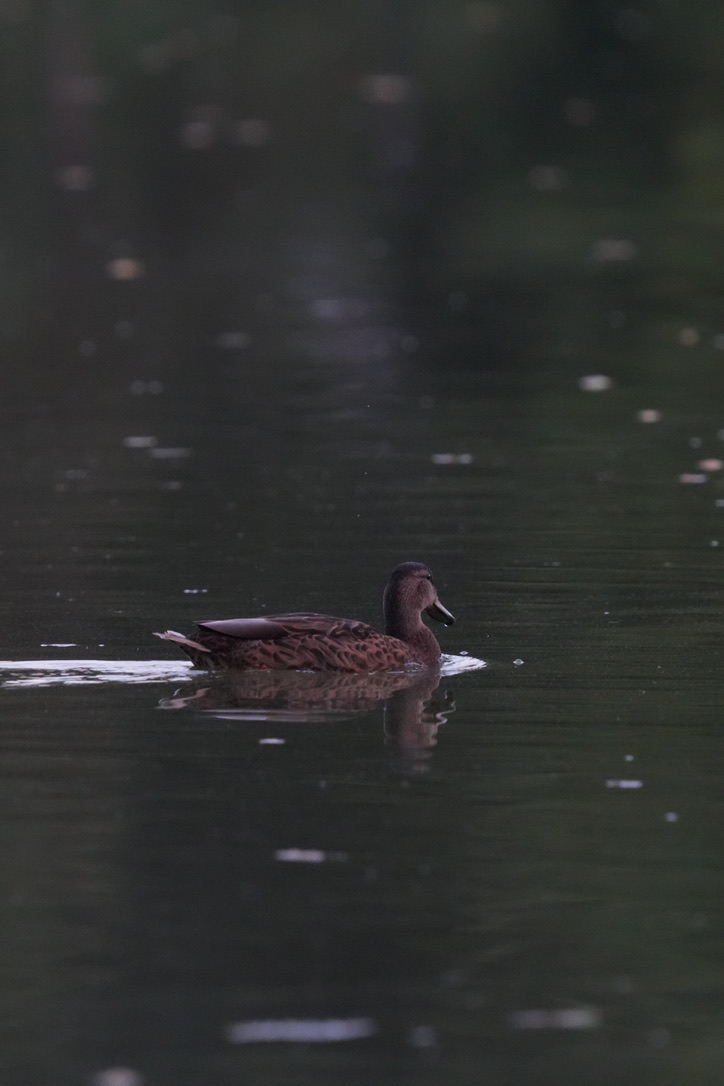 American Black Duck