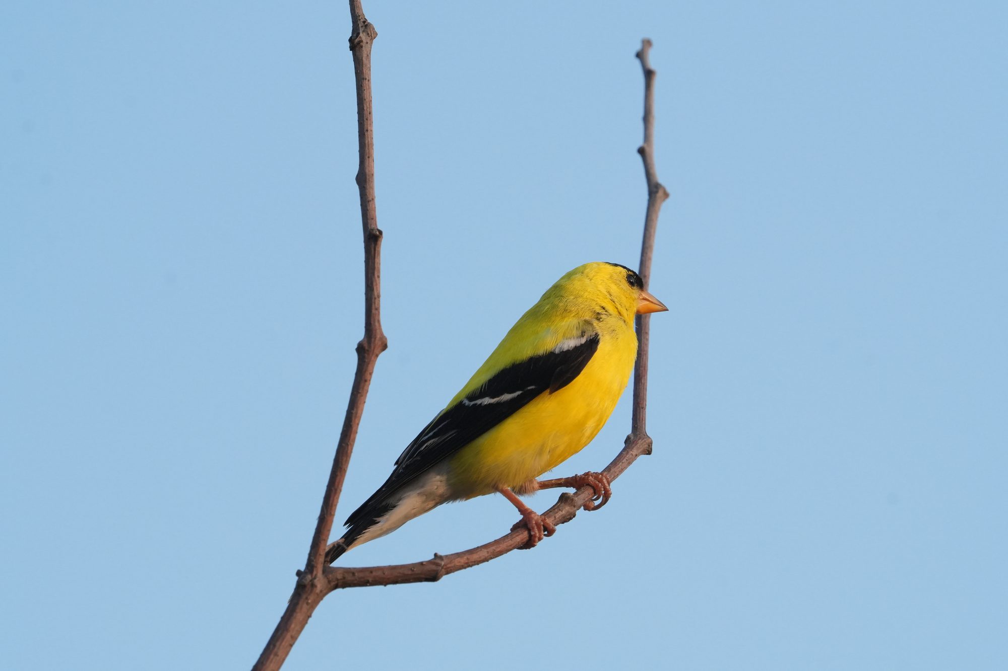 American Goldfinch