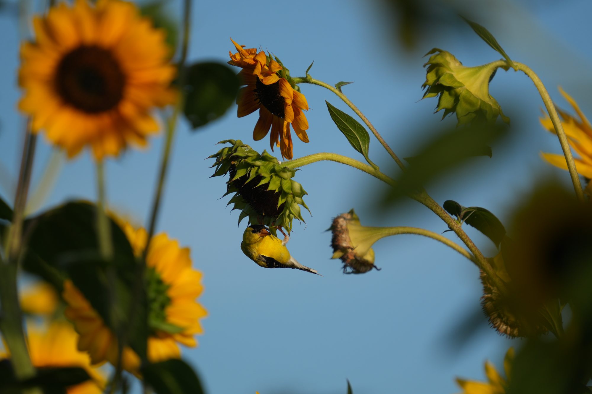 American Goldfinch