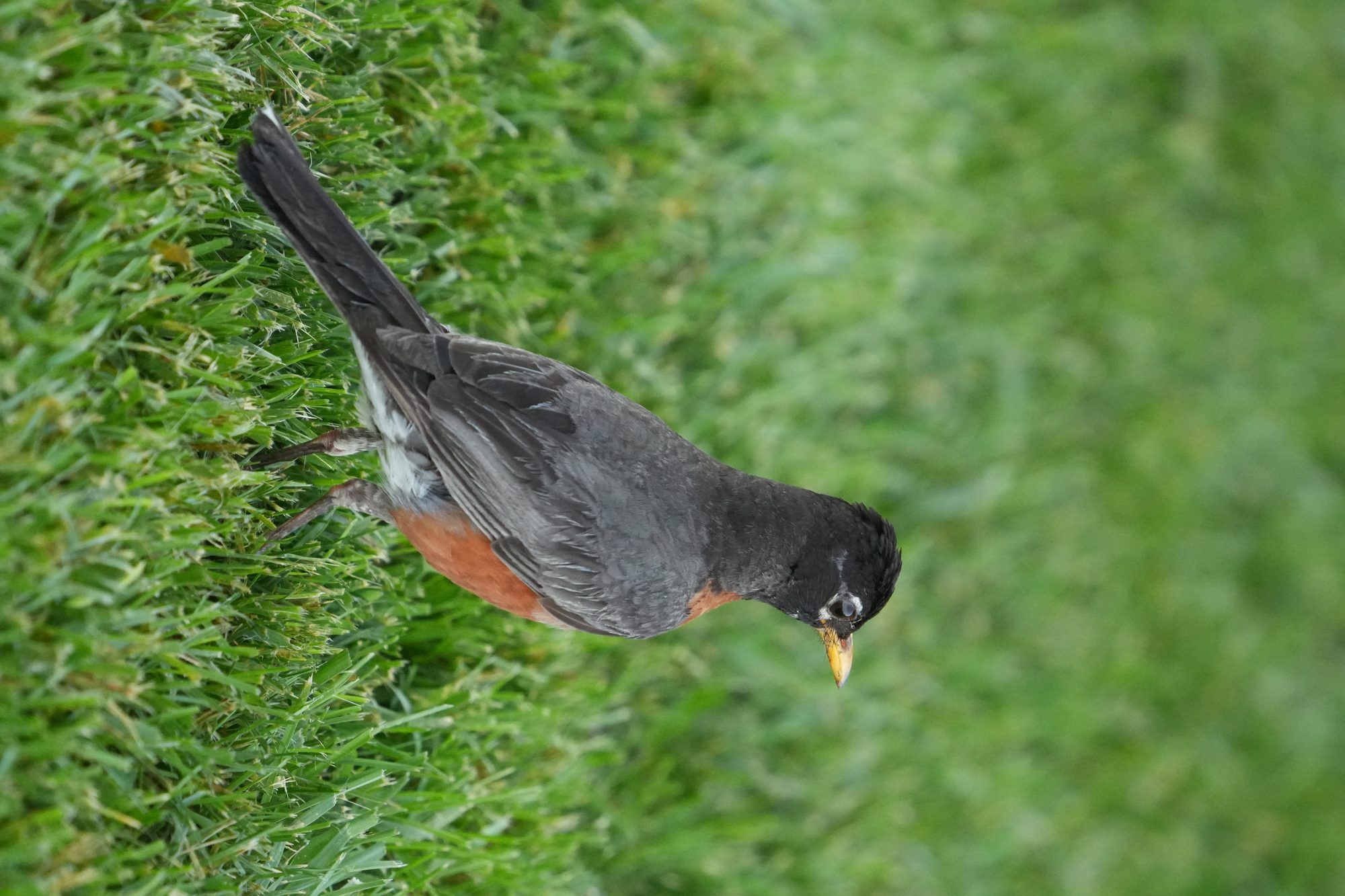 American Robin