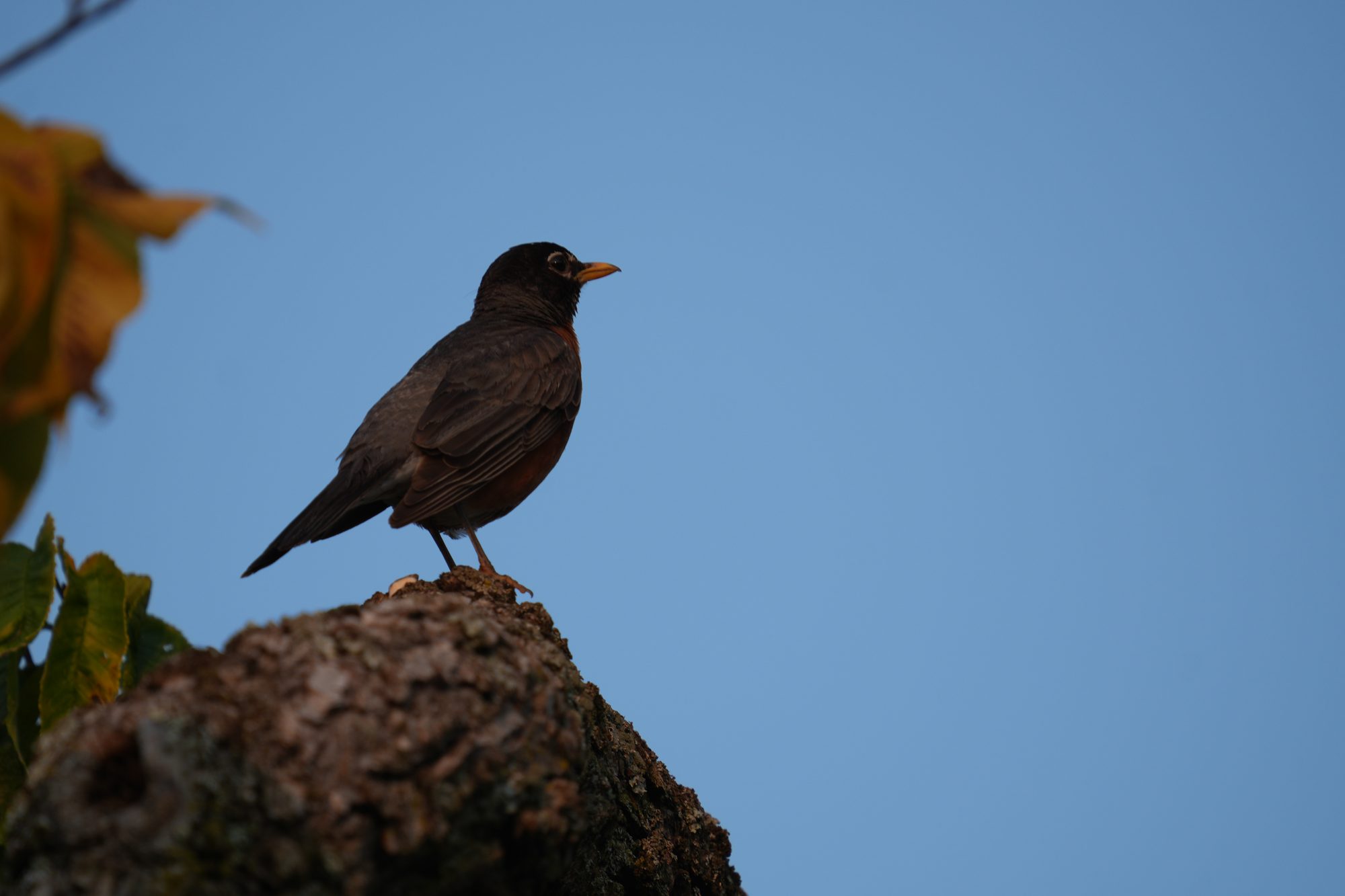 American Robin