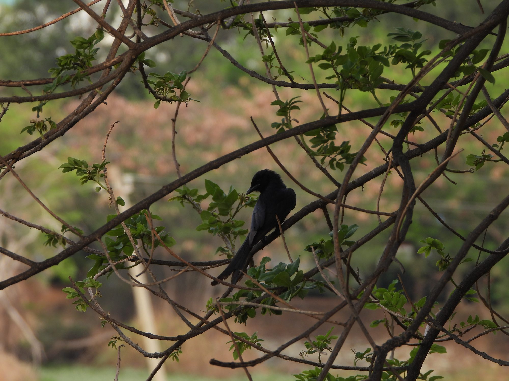 Black Drongo