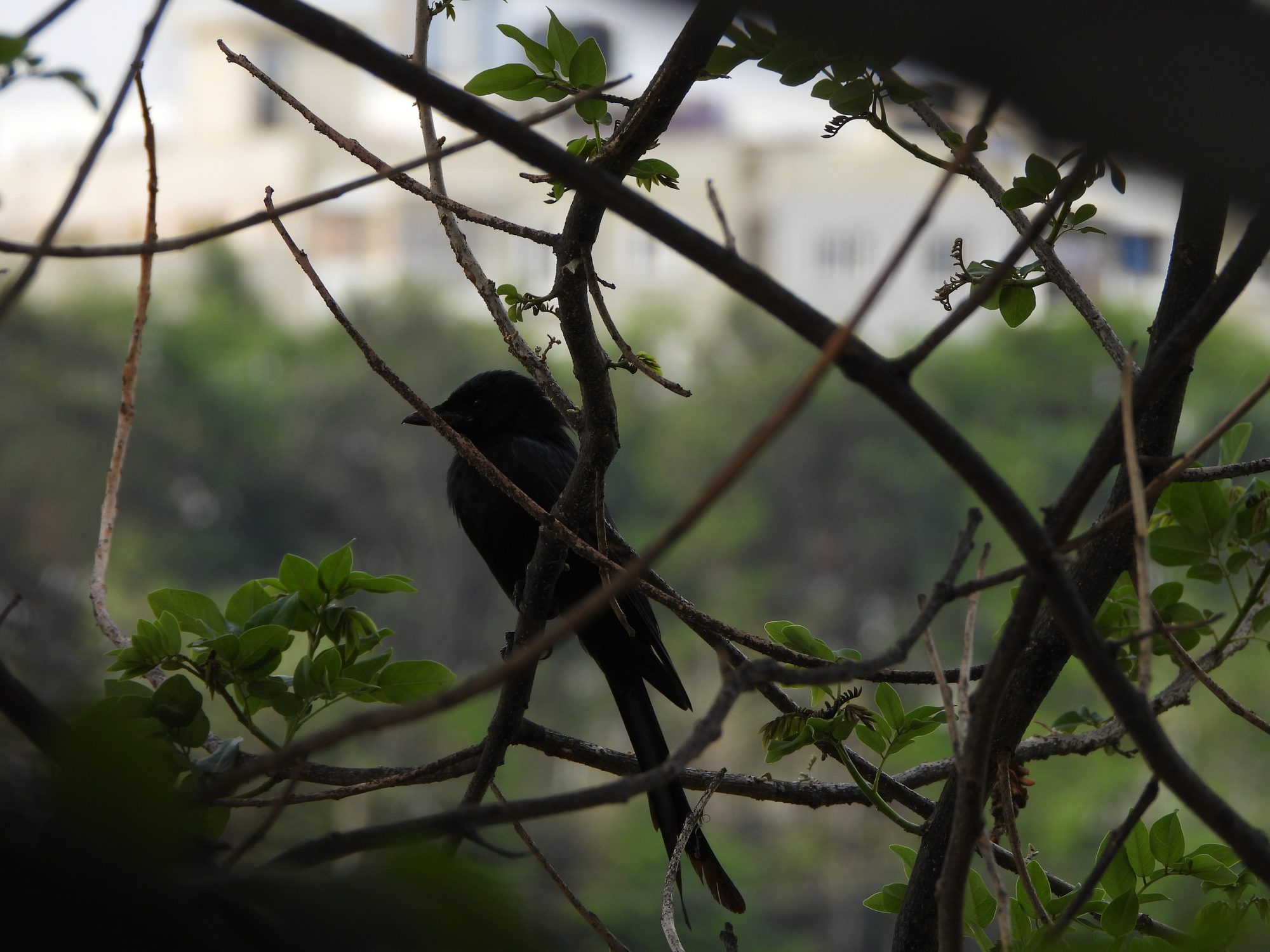 Black Drongo