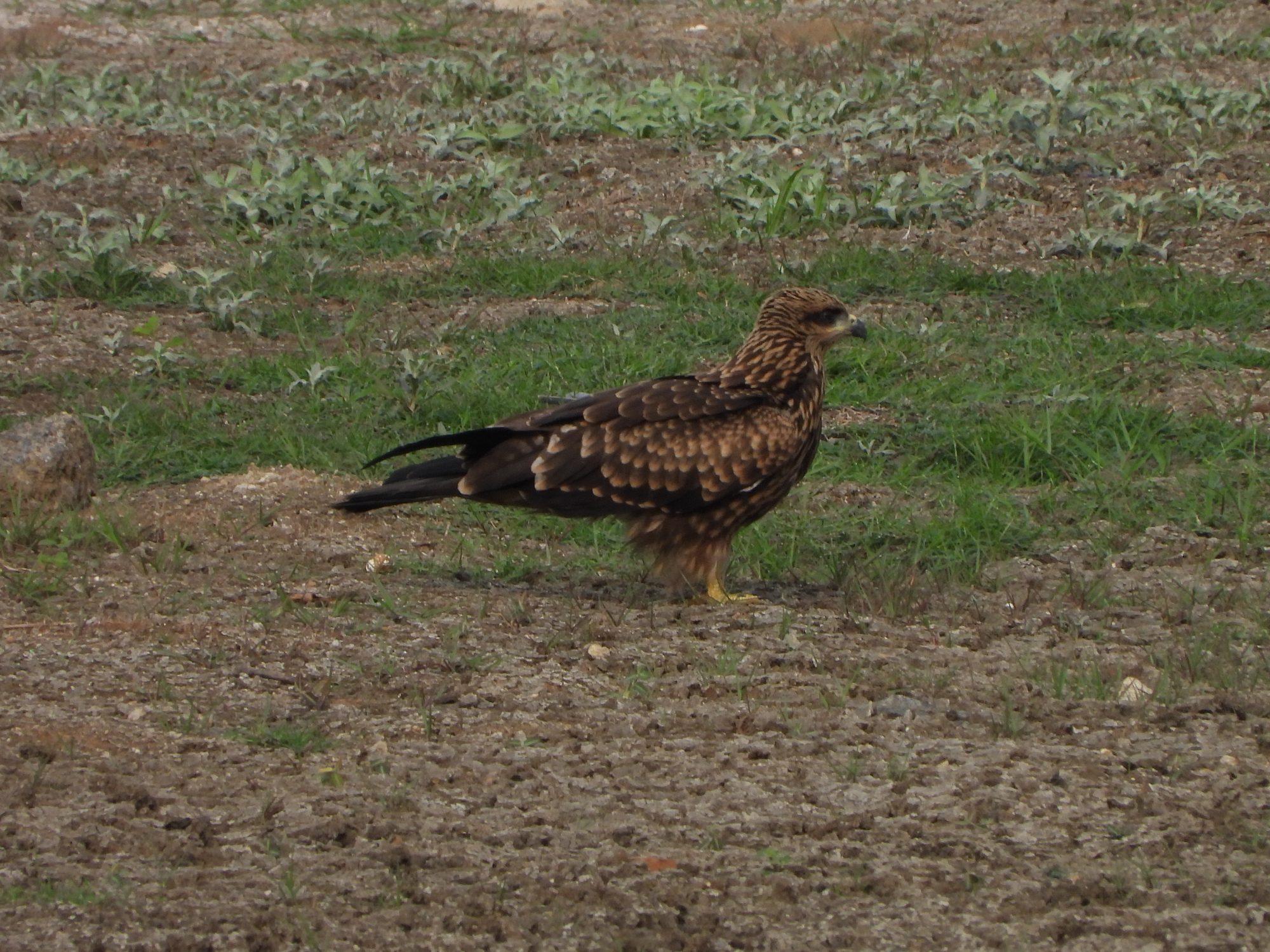 Black Kite