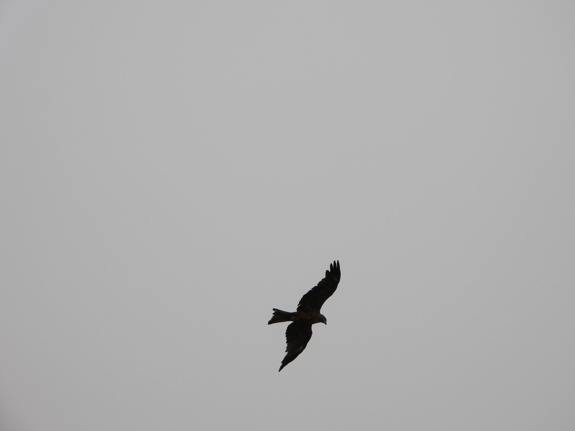 Black Kite