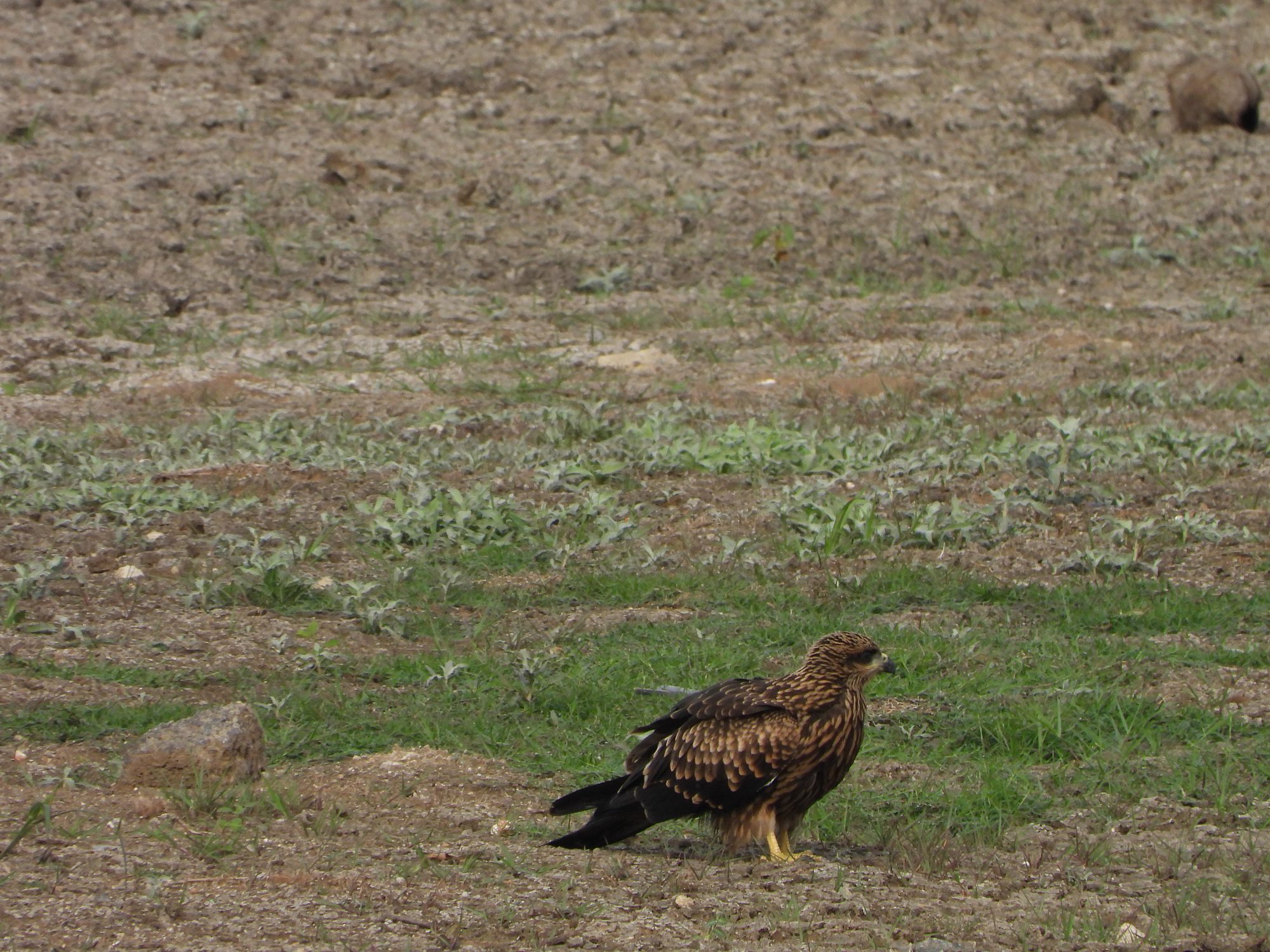 Black Kite
