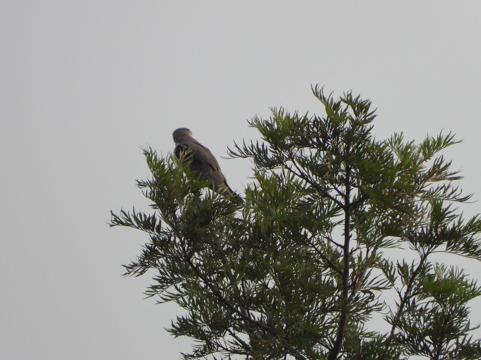 Black-winged Kite