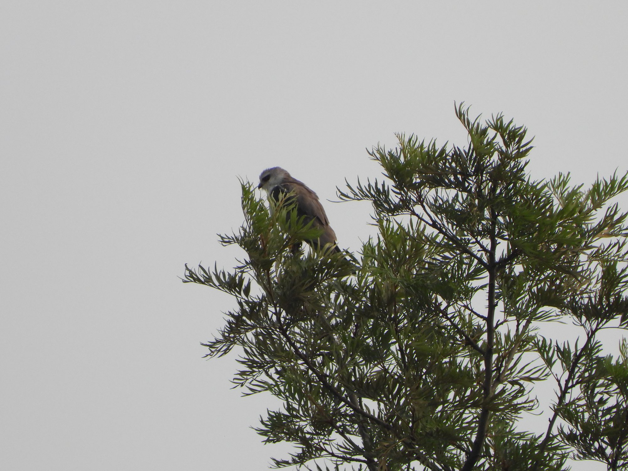 Black-winged Kite
