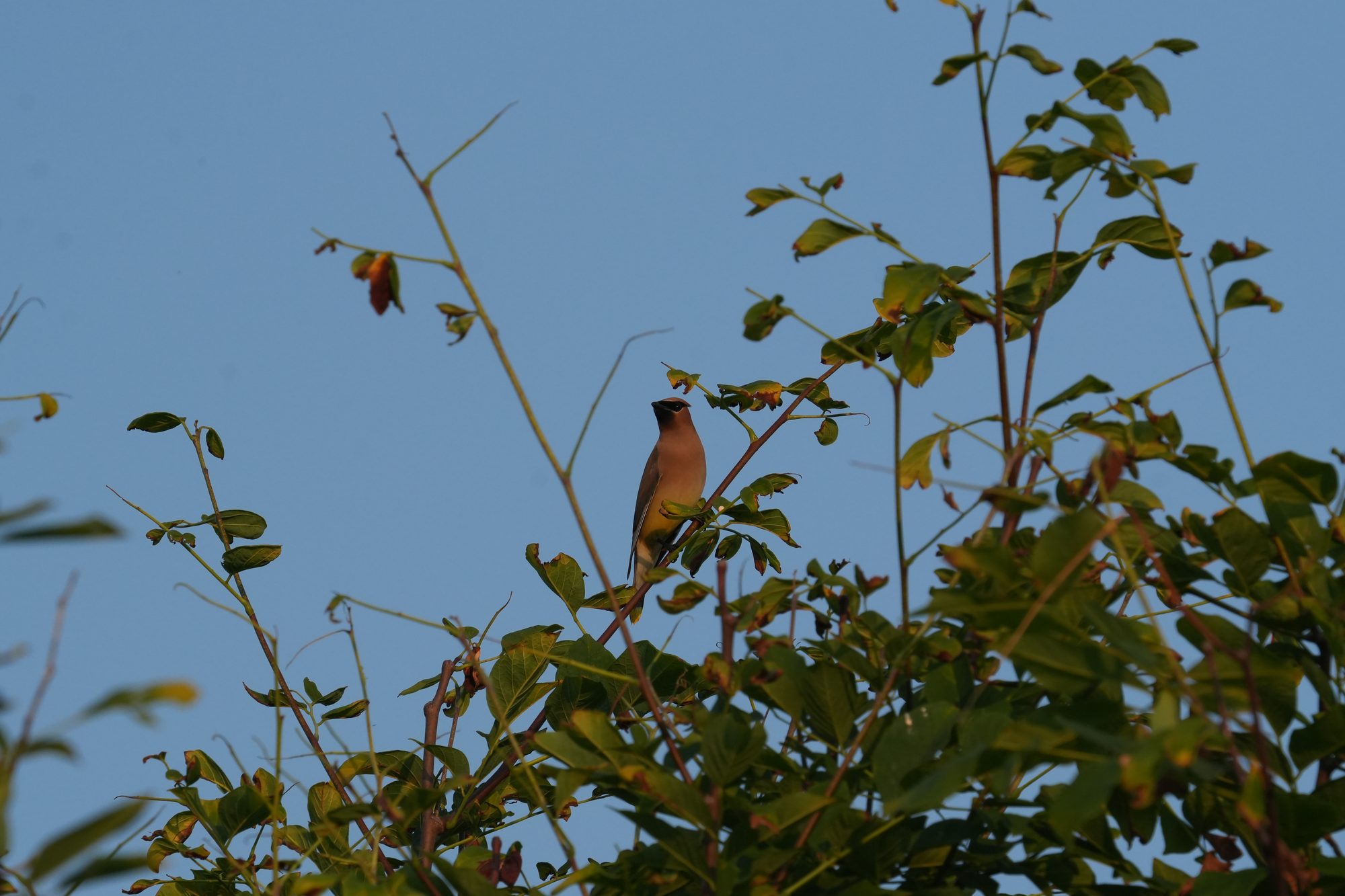 Cedar Waxwing