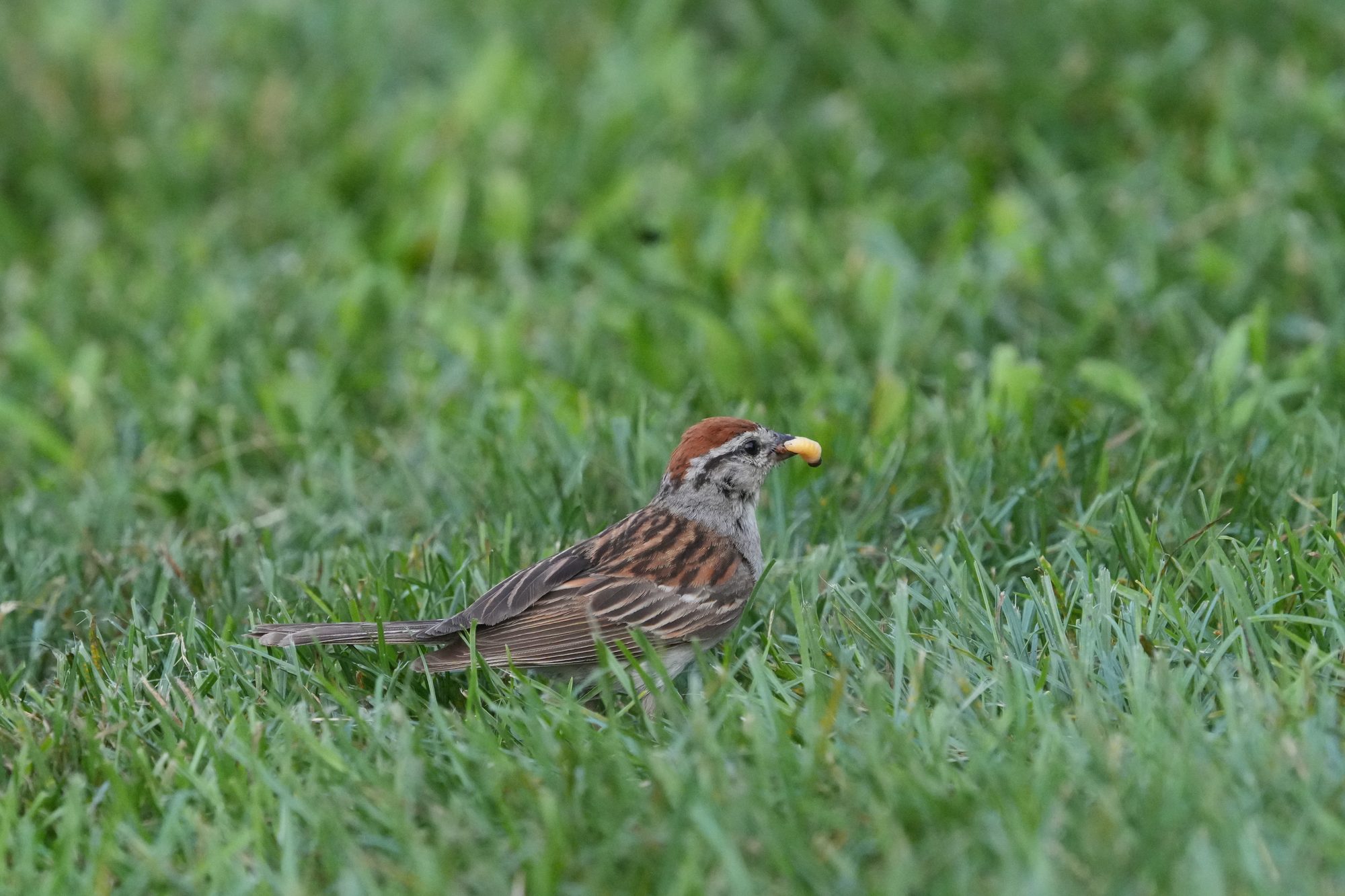 Chipping Sparrow
