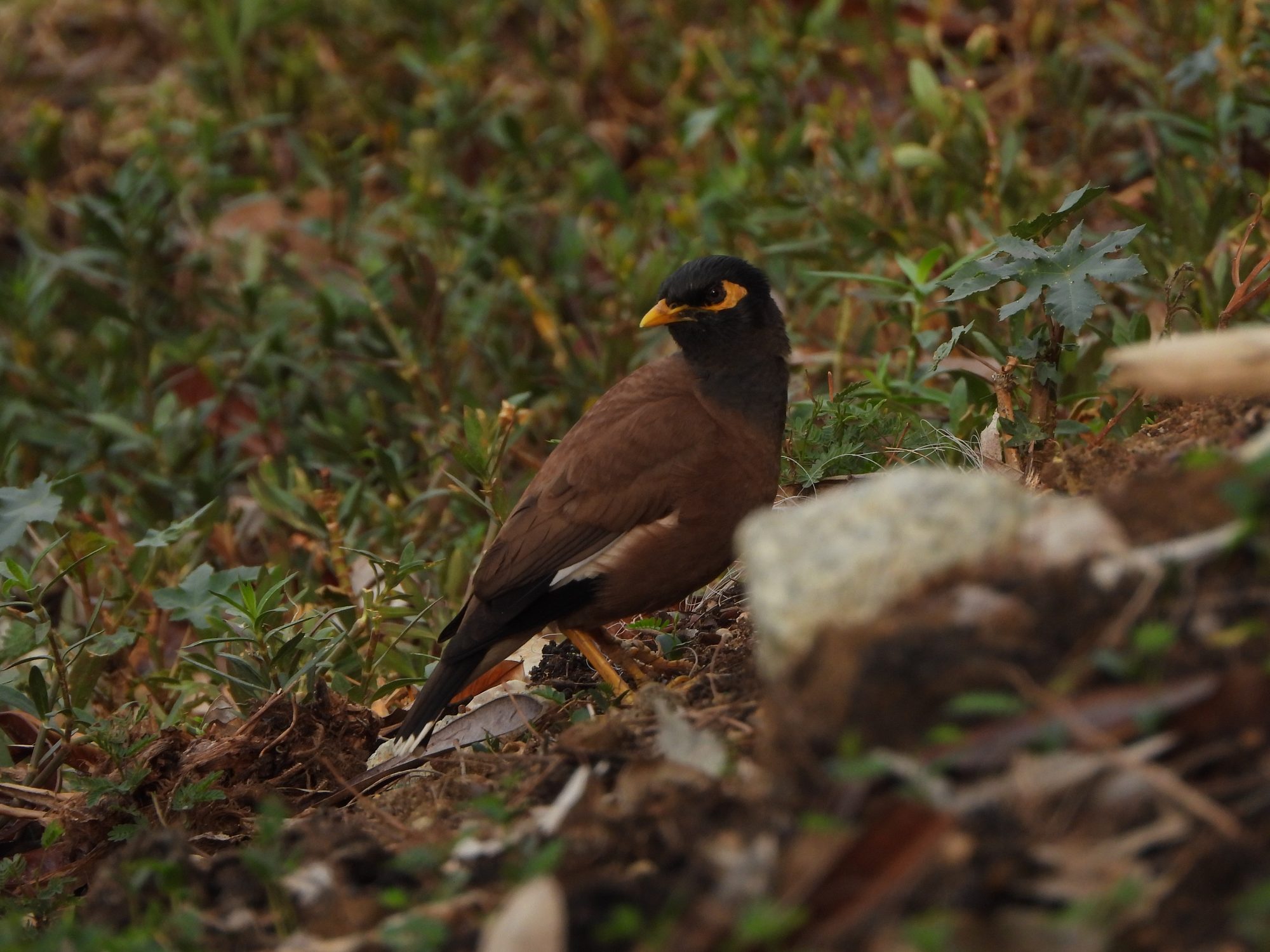 Common Myna