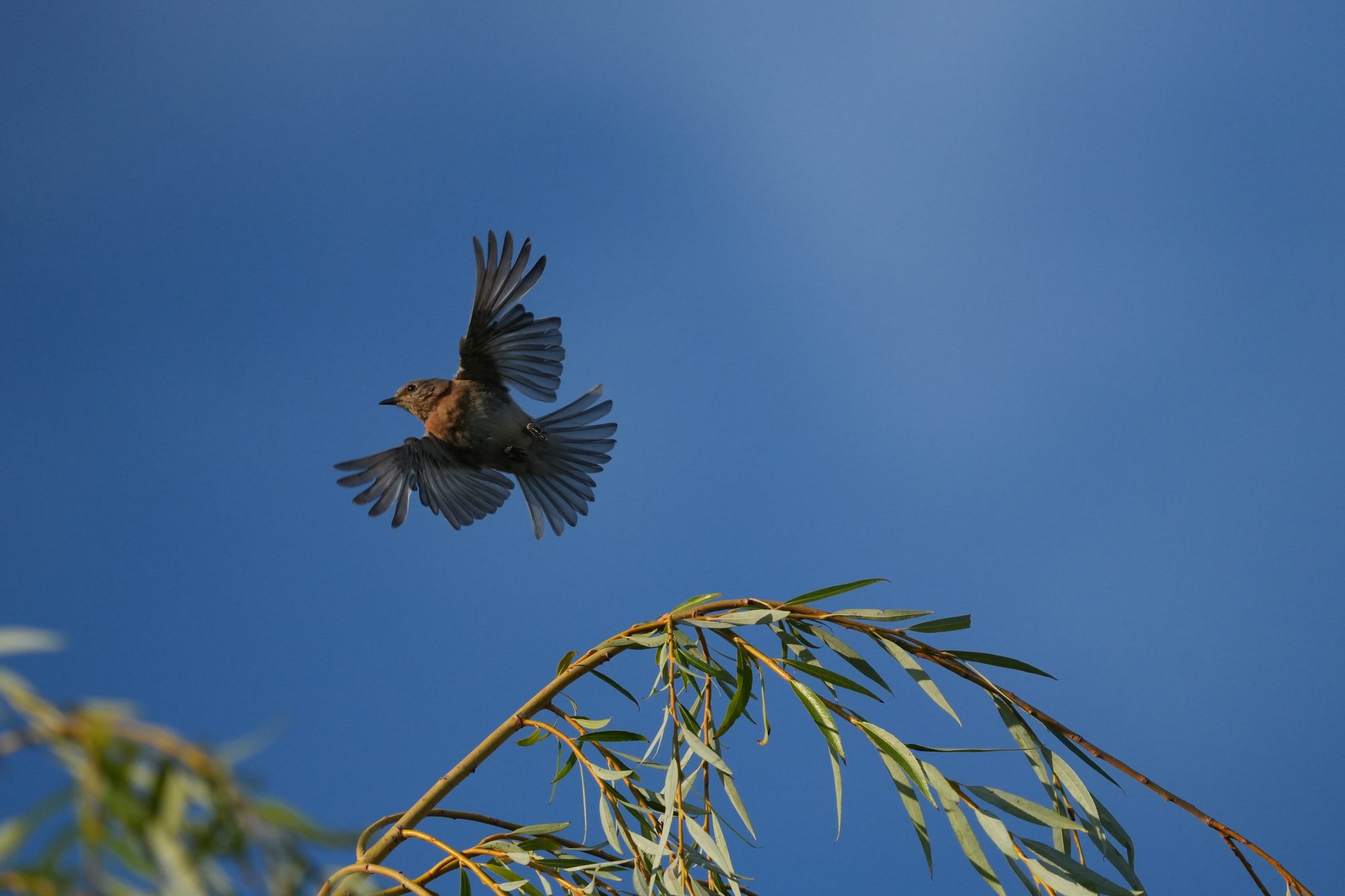 Eastern Bluebird