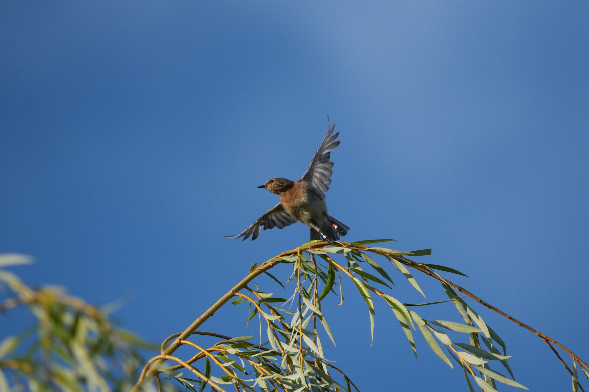 Eastern Bluebird