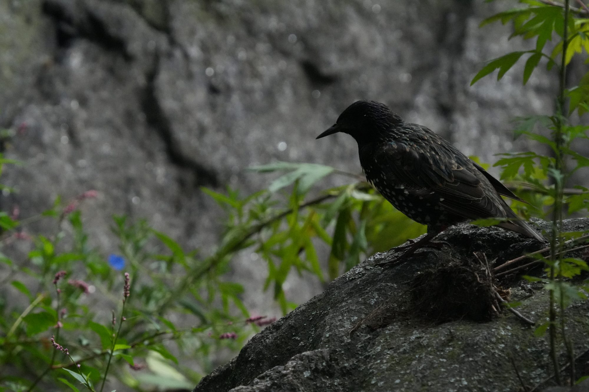 European Starling