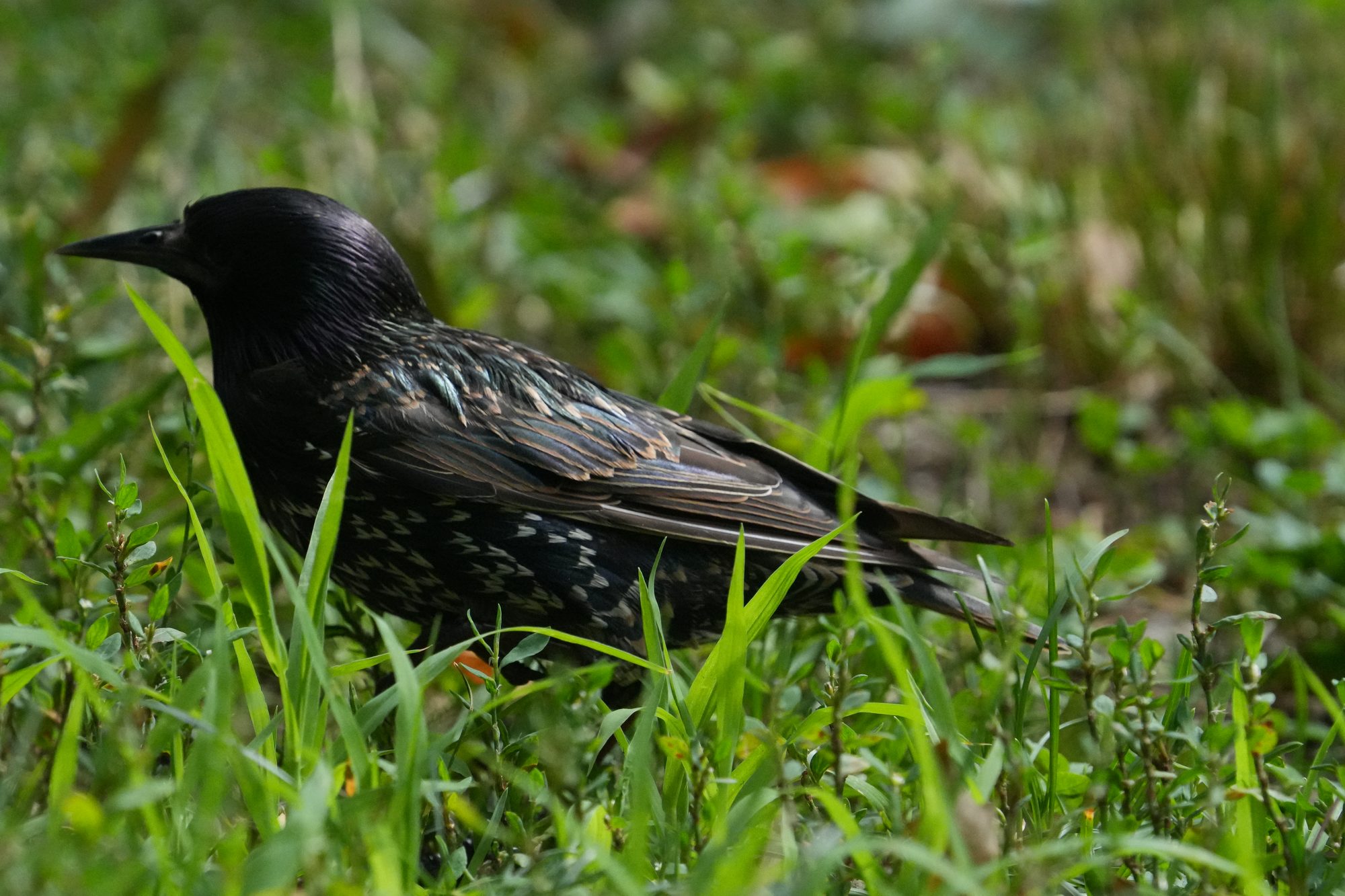 European Starling