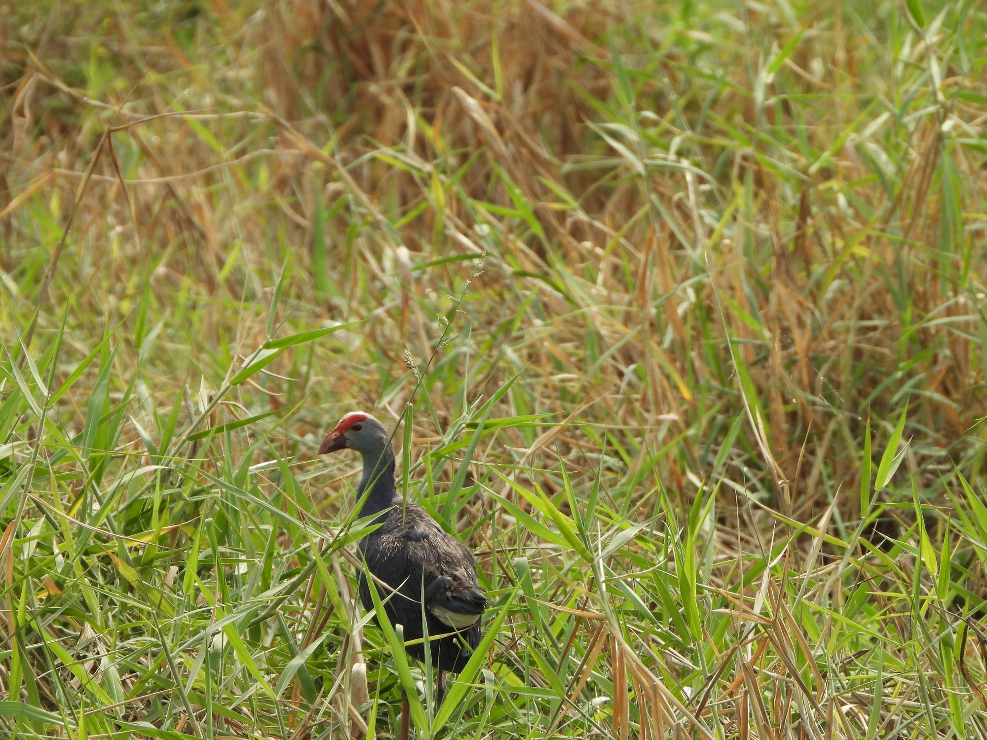 Gray-headed Swamphen