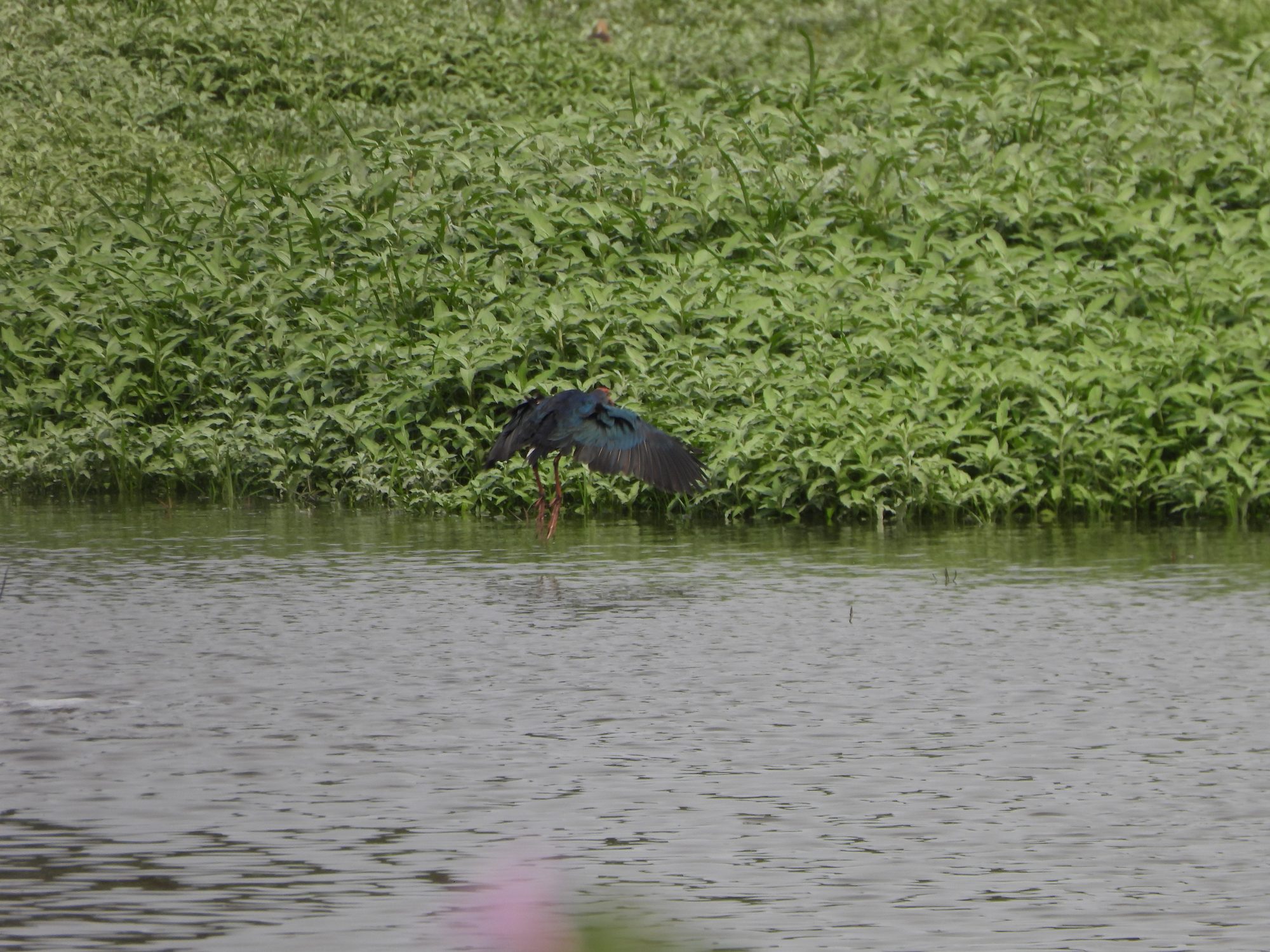 Gray-headed Swamphen