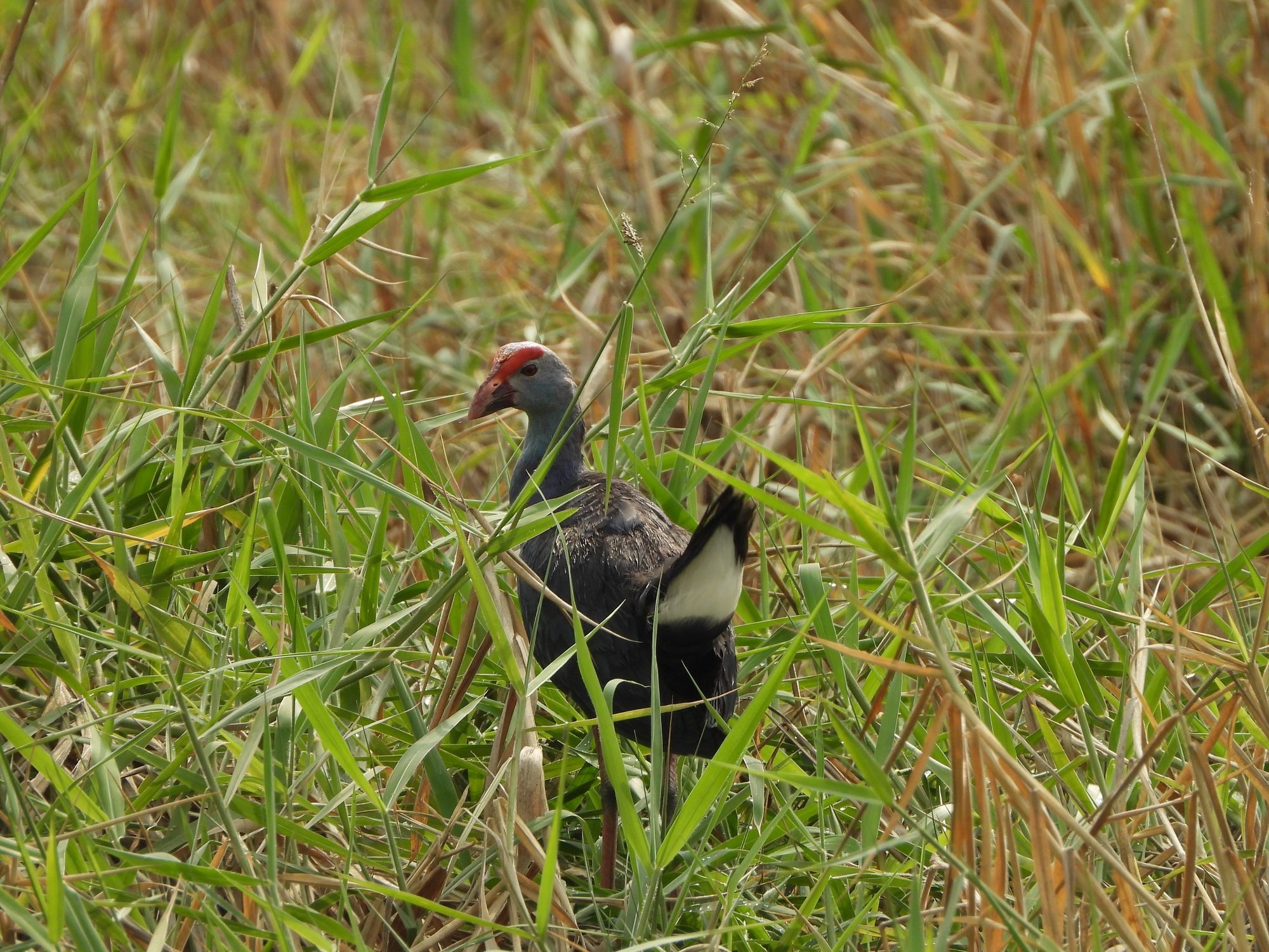 Gray-headed Swamphen
