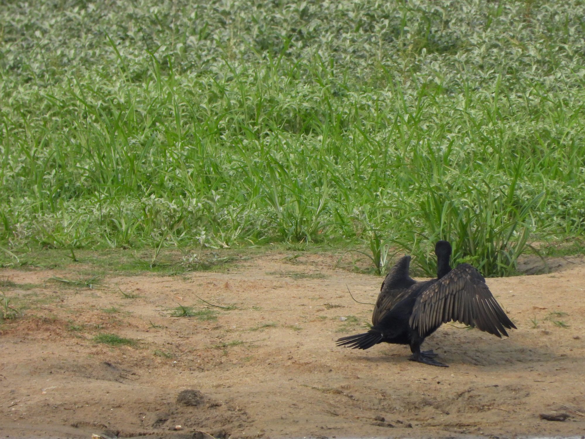 Great Cormorant