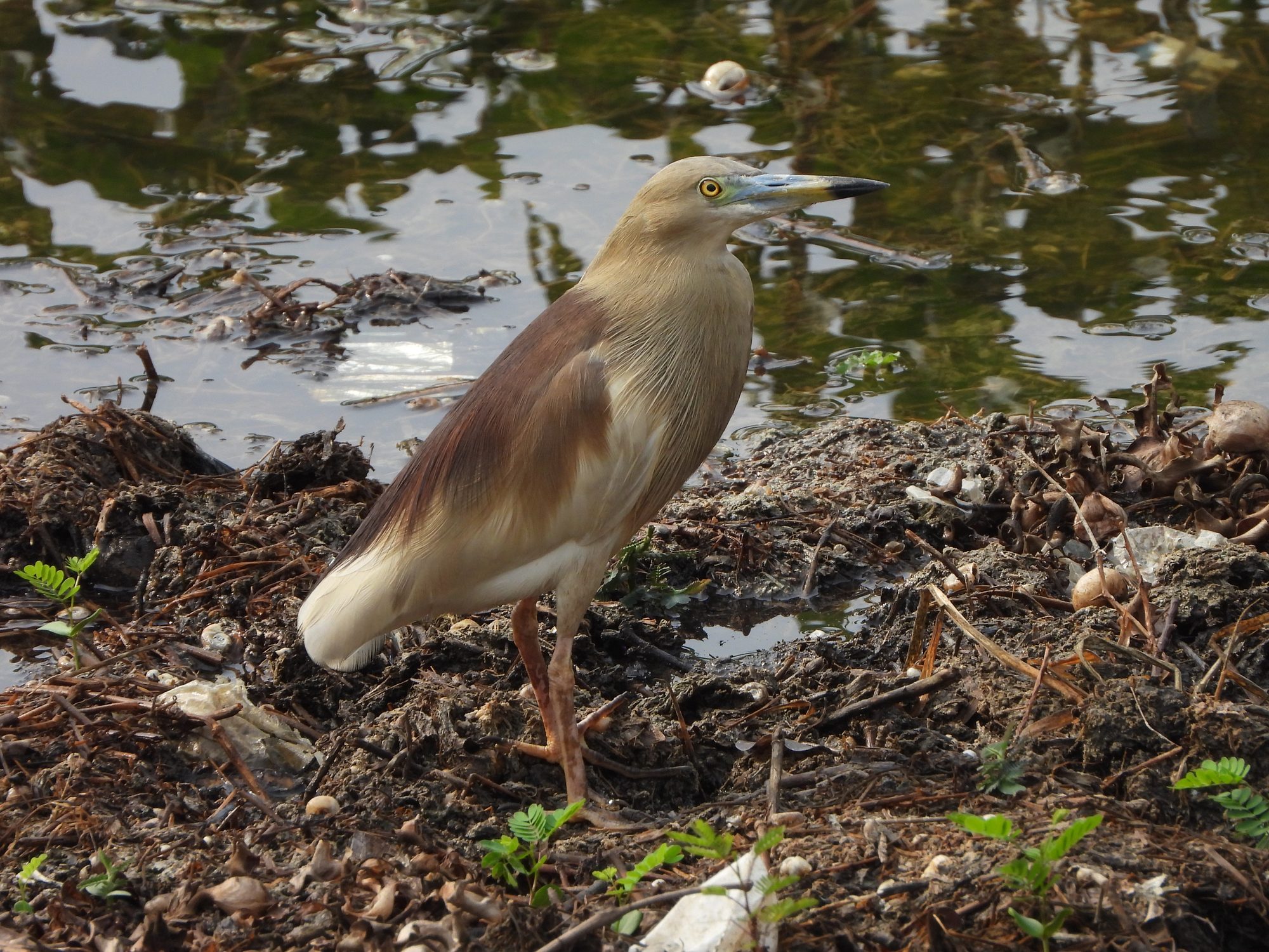 Indian Pond-Heron