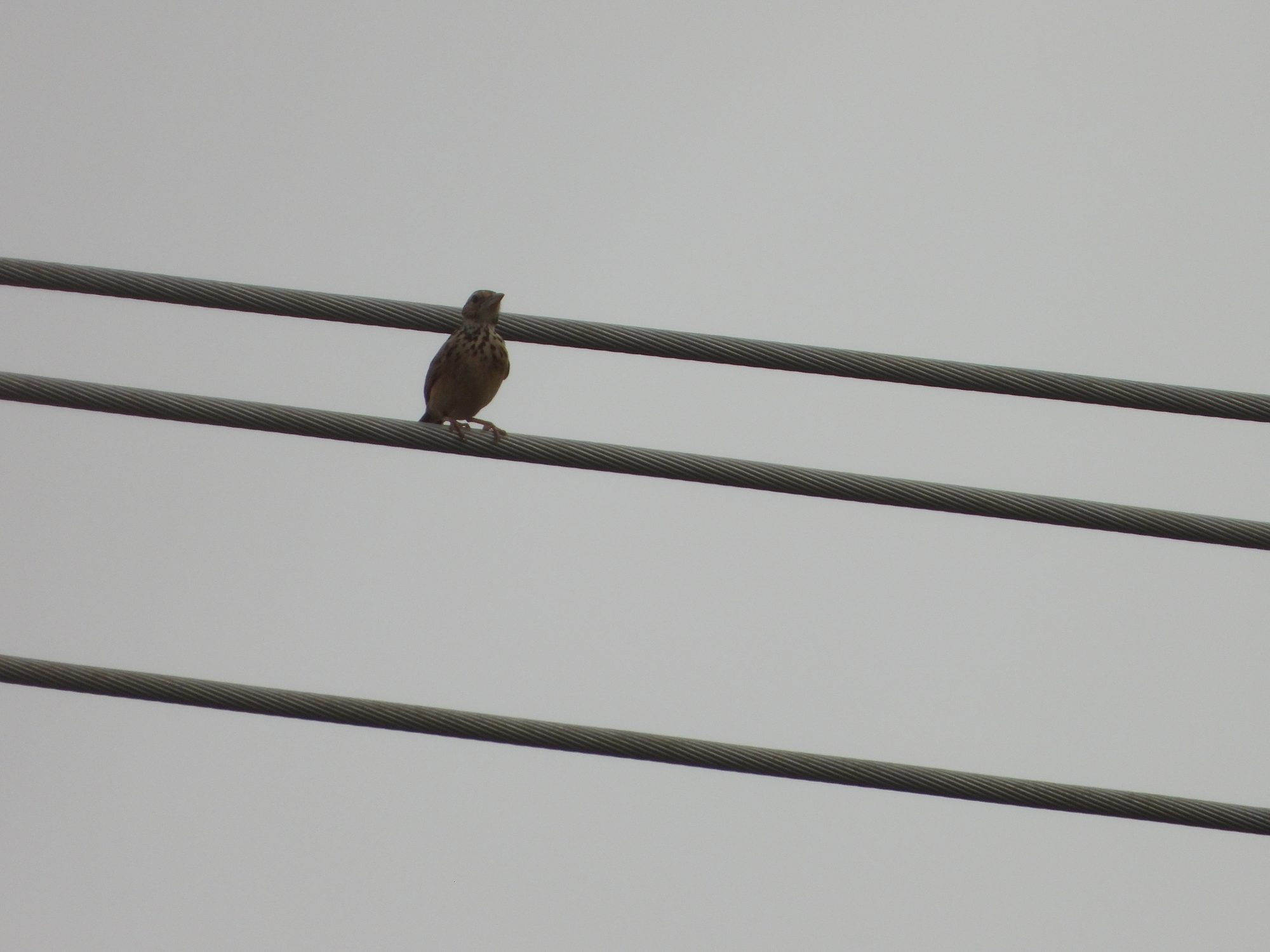 Jerdon's Bushlark