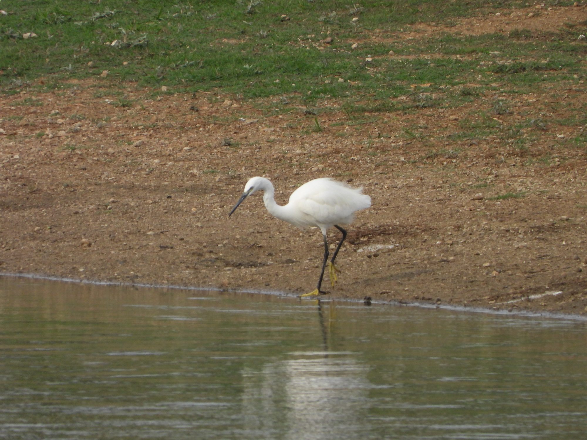 Little Egret