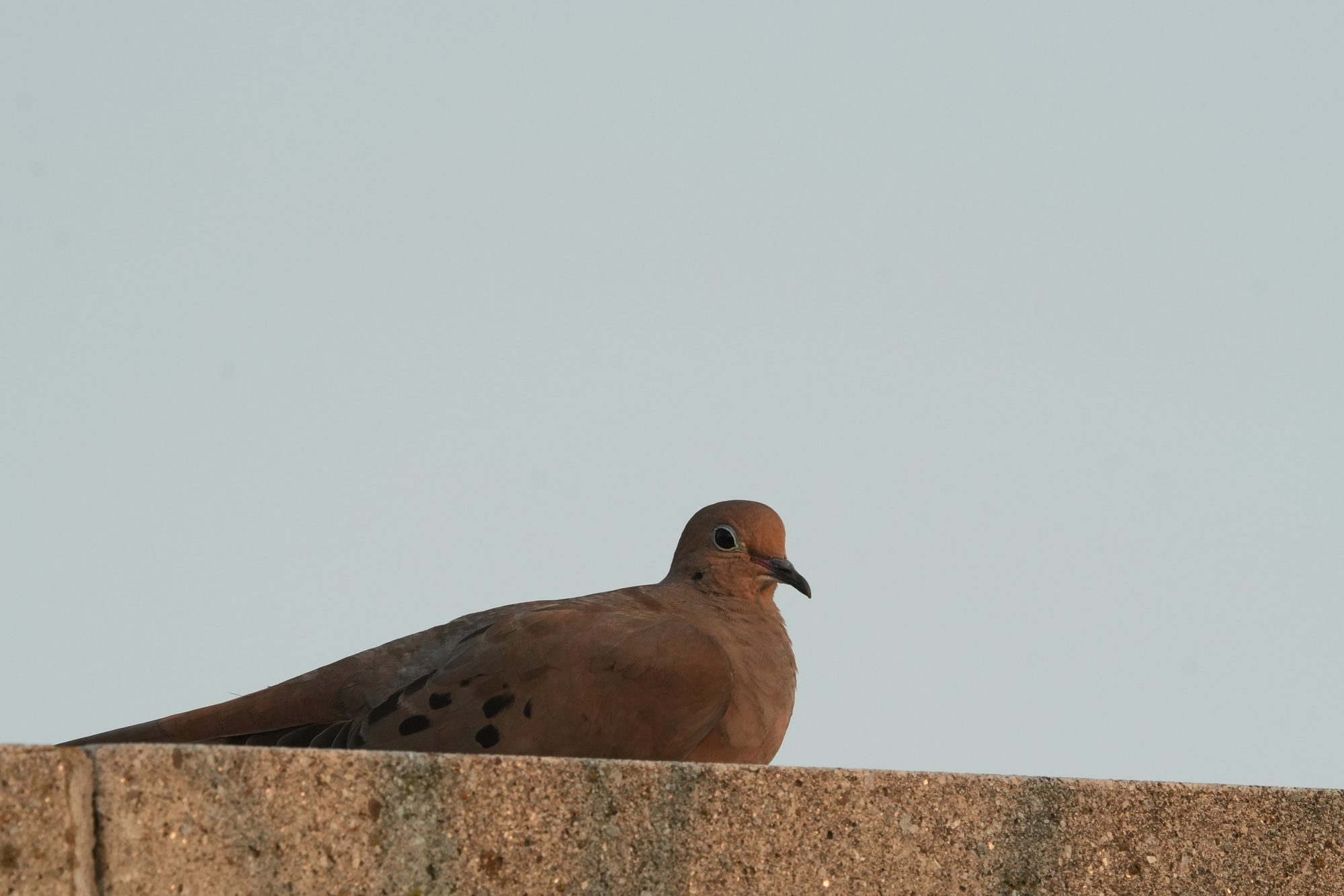 Mourning Dove