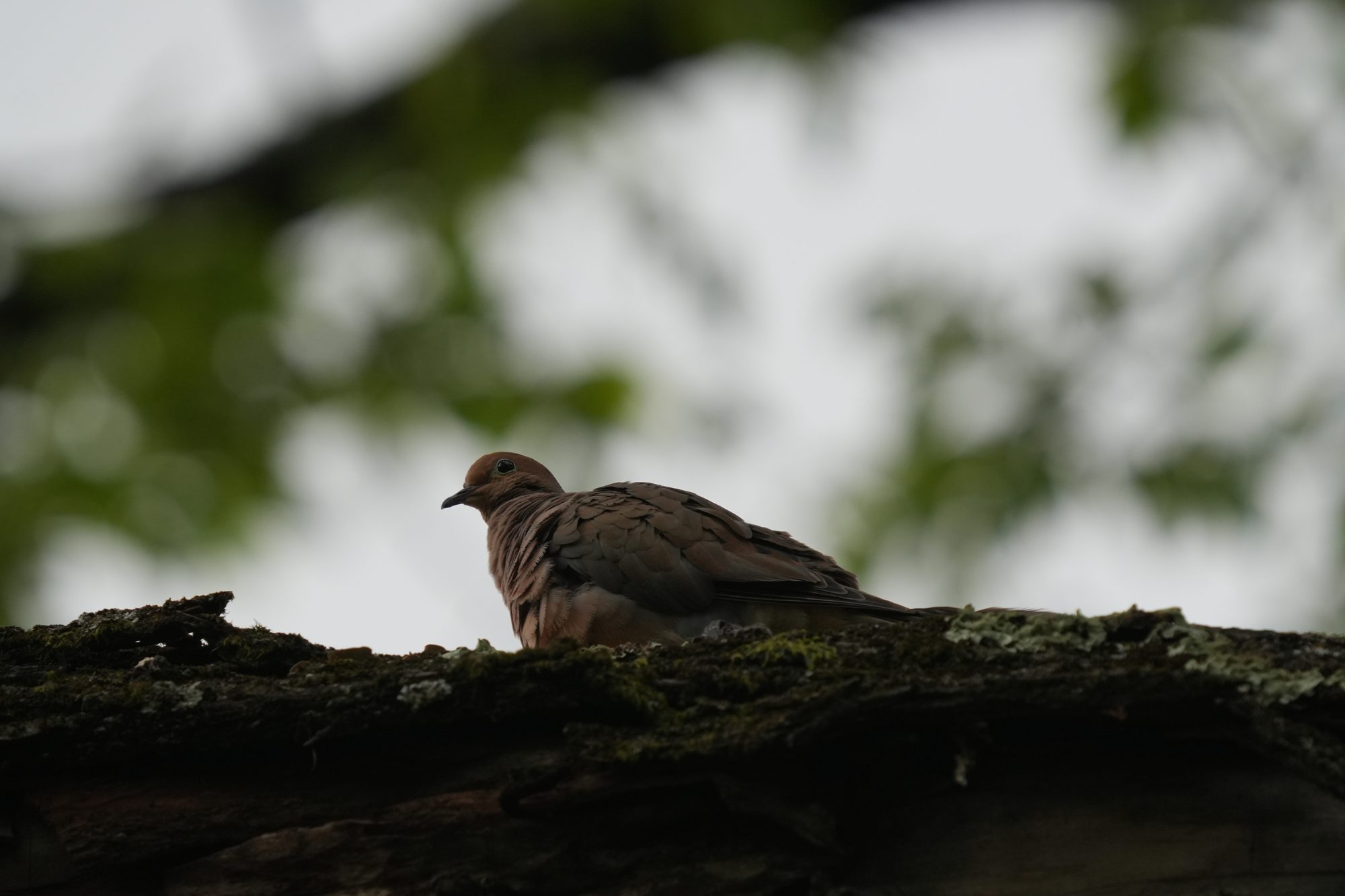 Mourning Dove