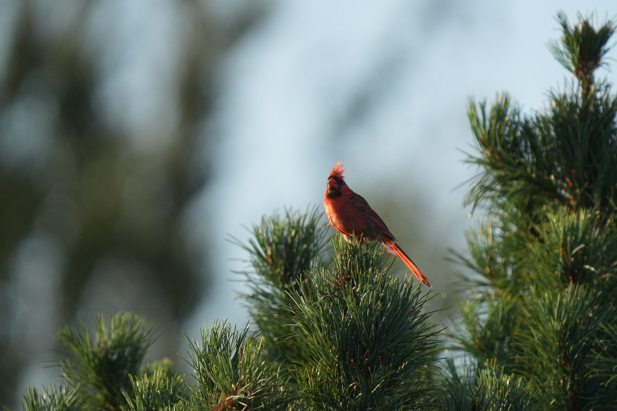 Northern Cardinal