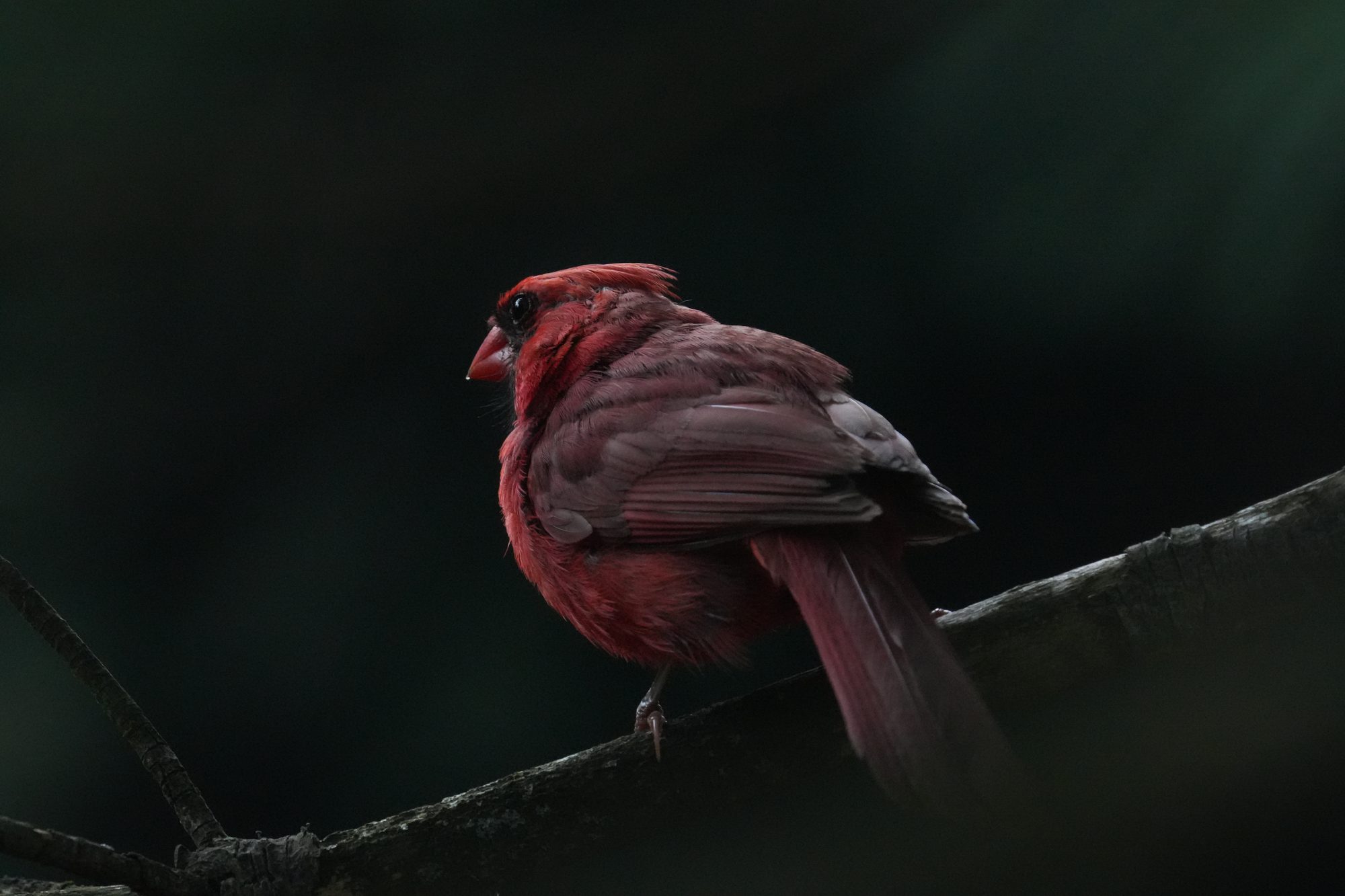 Northern Cardinal