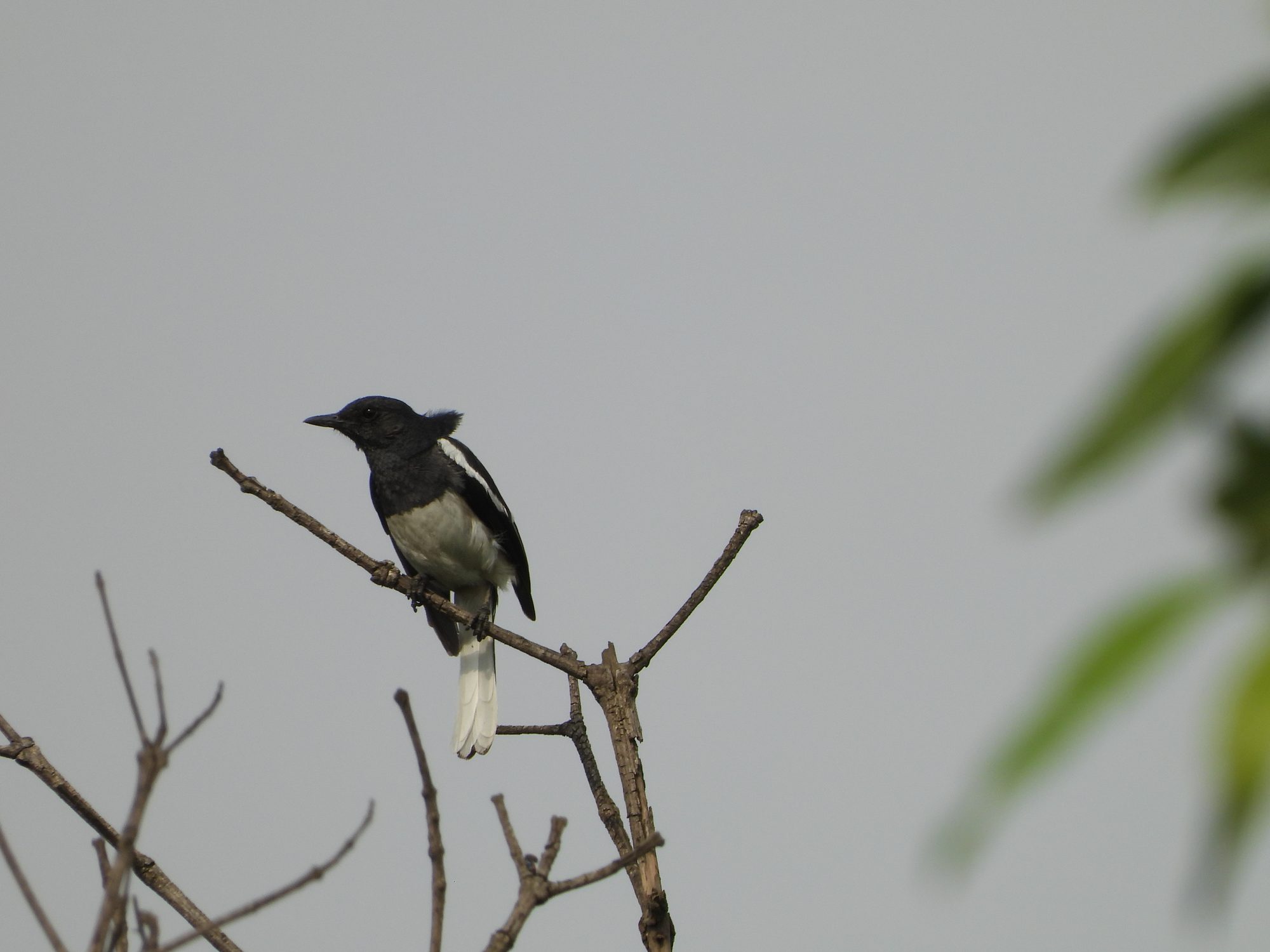 Oriental Magpie-Robin