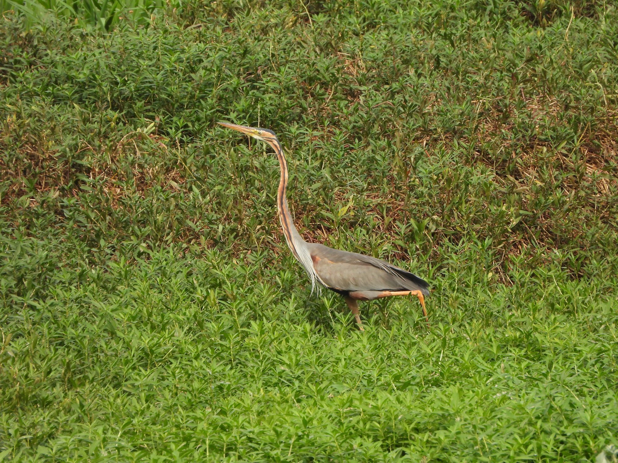 Purple Heron