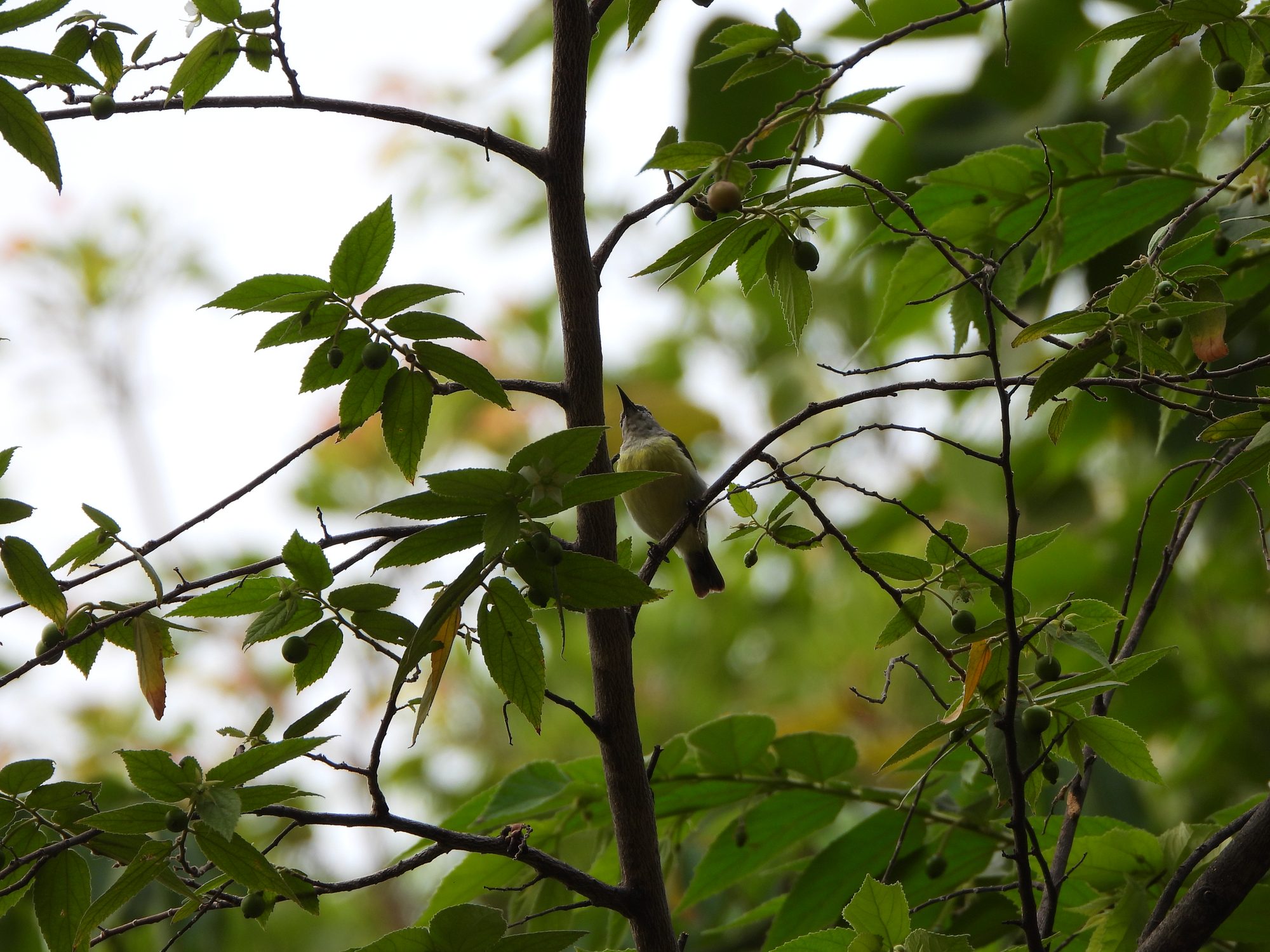 Purple-rumped Sunbird