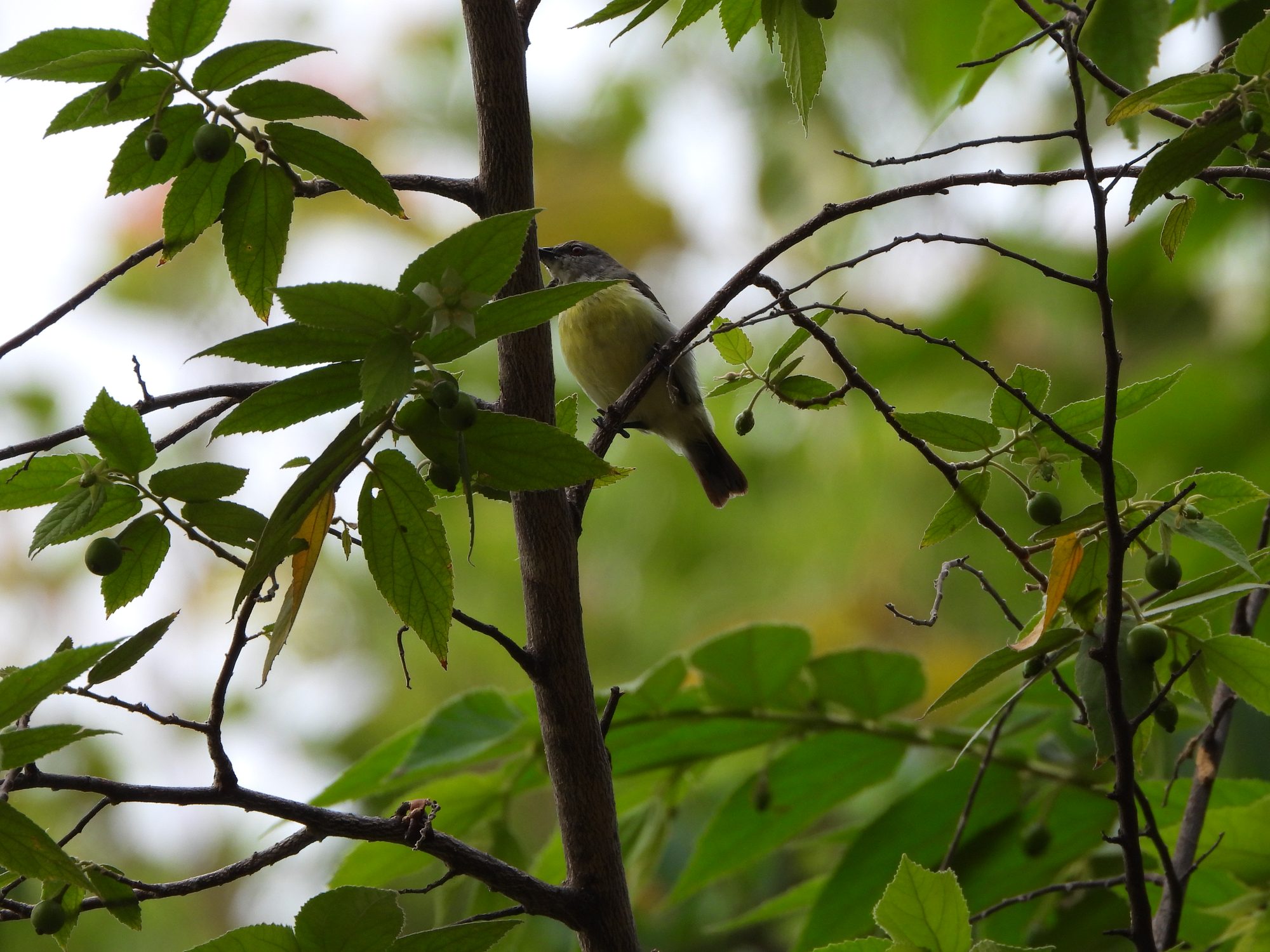 Purple-rumped Sunbird