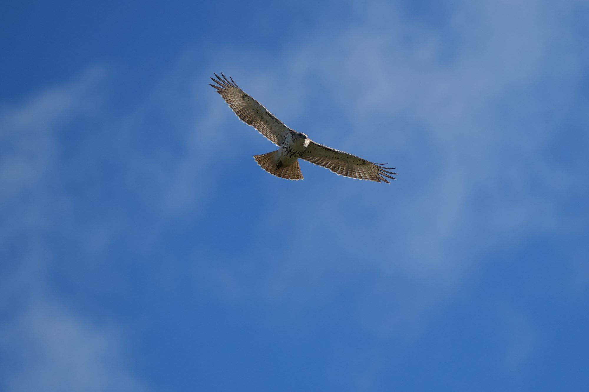 Red-tailed Hawk