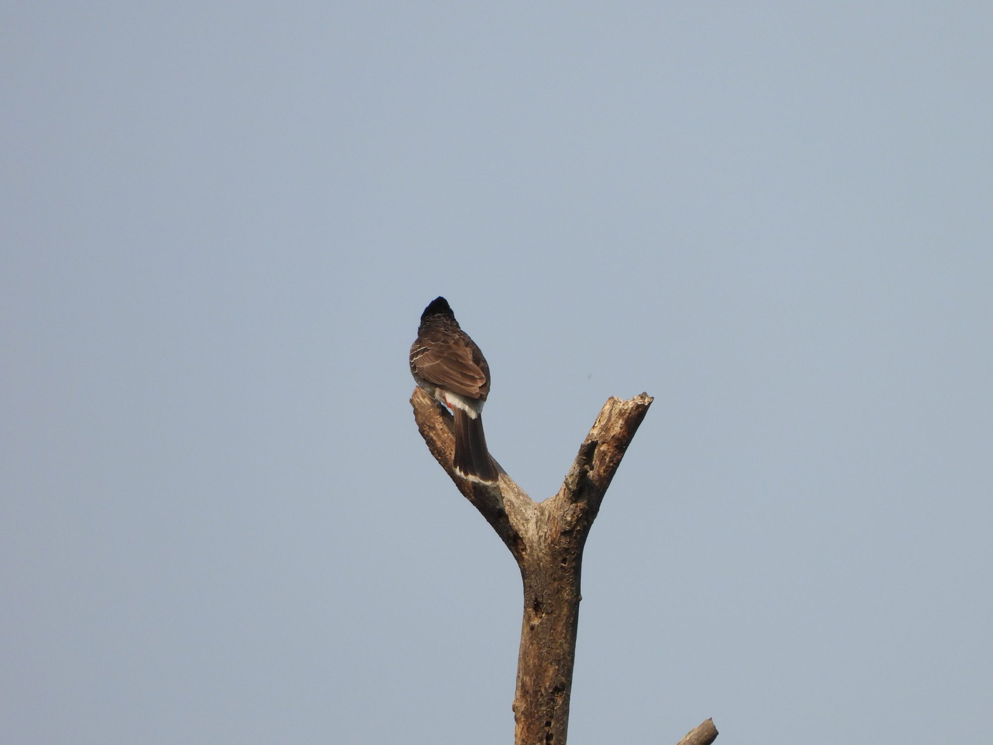 Red-vented Bulbul