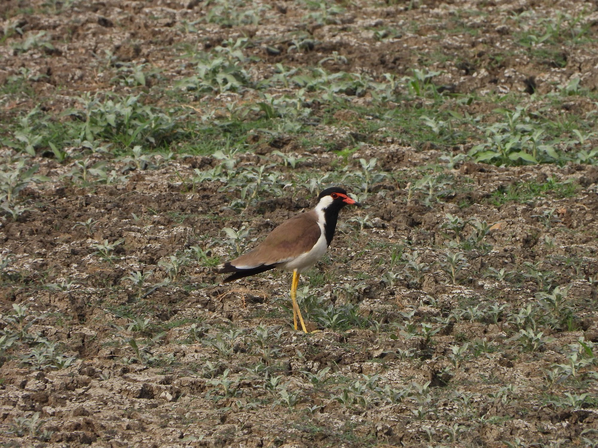 Red-wattled Lapwing