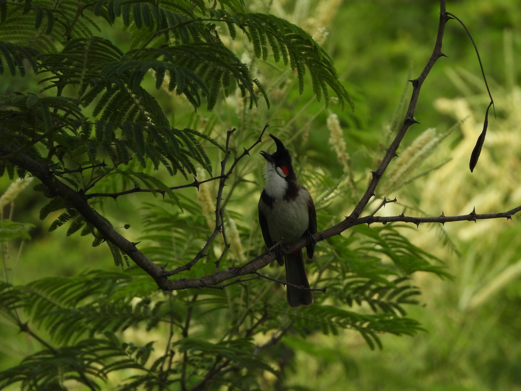 Red-whiskered Bulbul