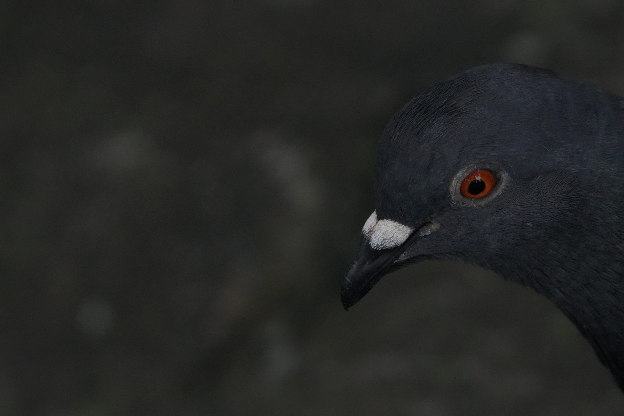 Rock Pigeon