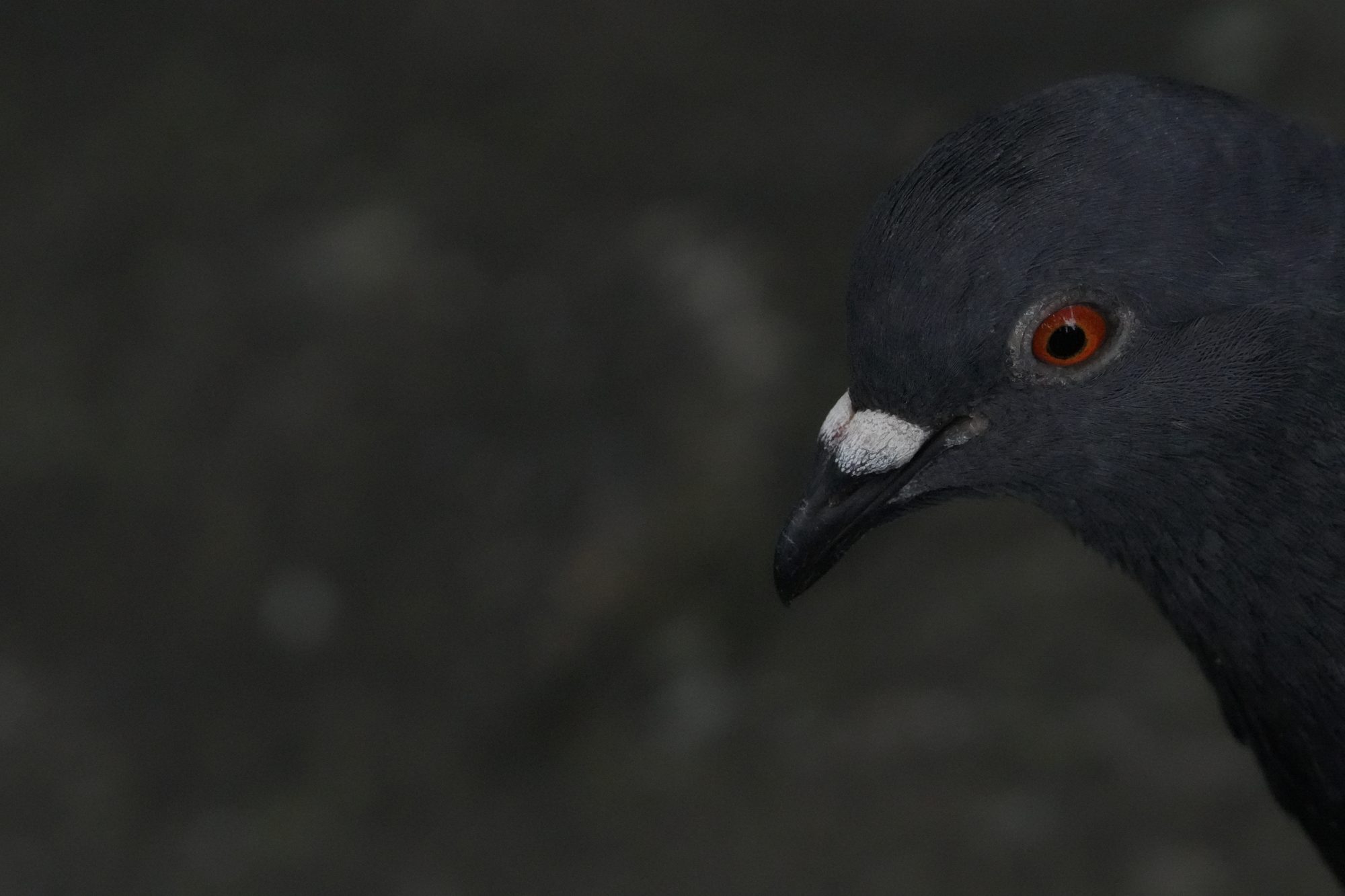 Rock Pigeon