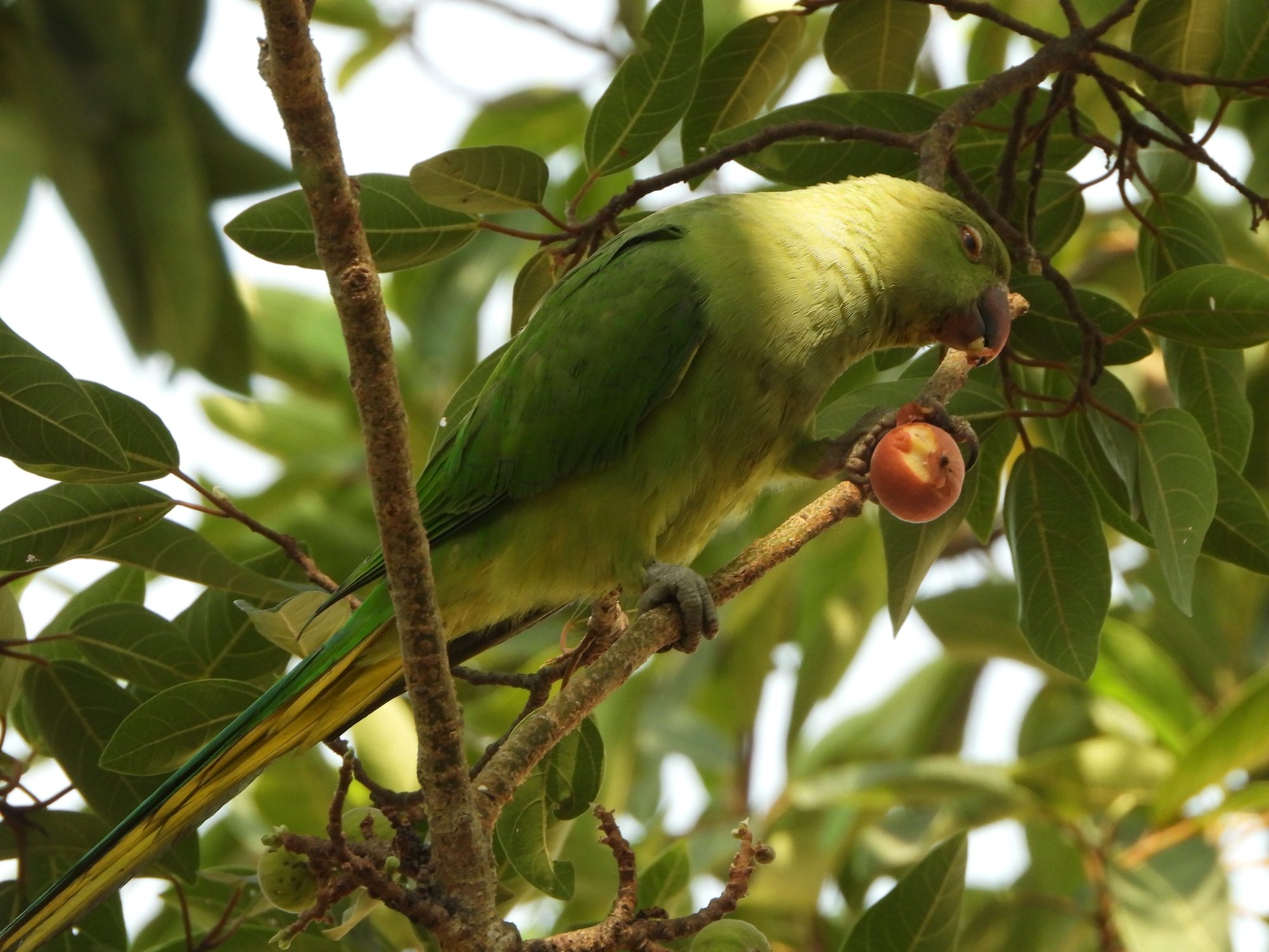 Rose-ringed Parakeet