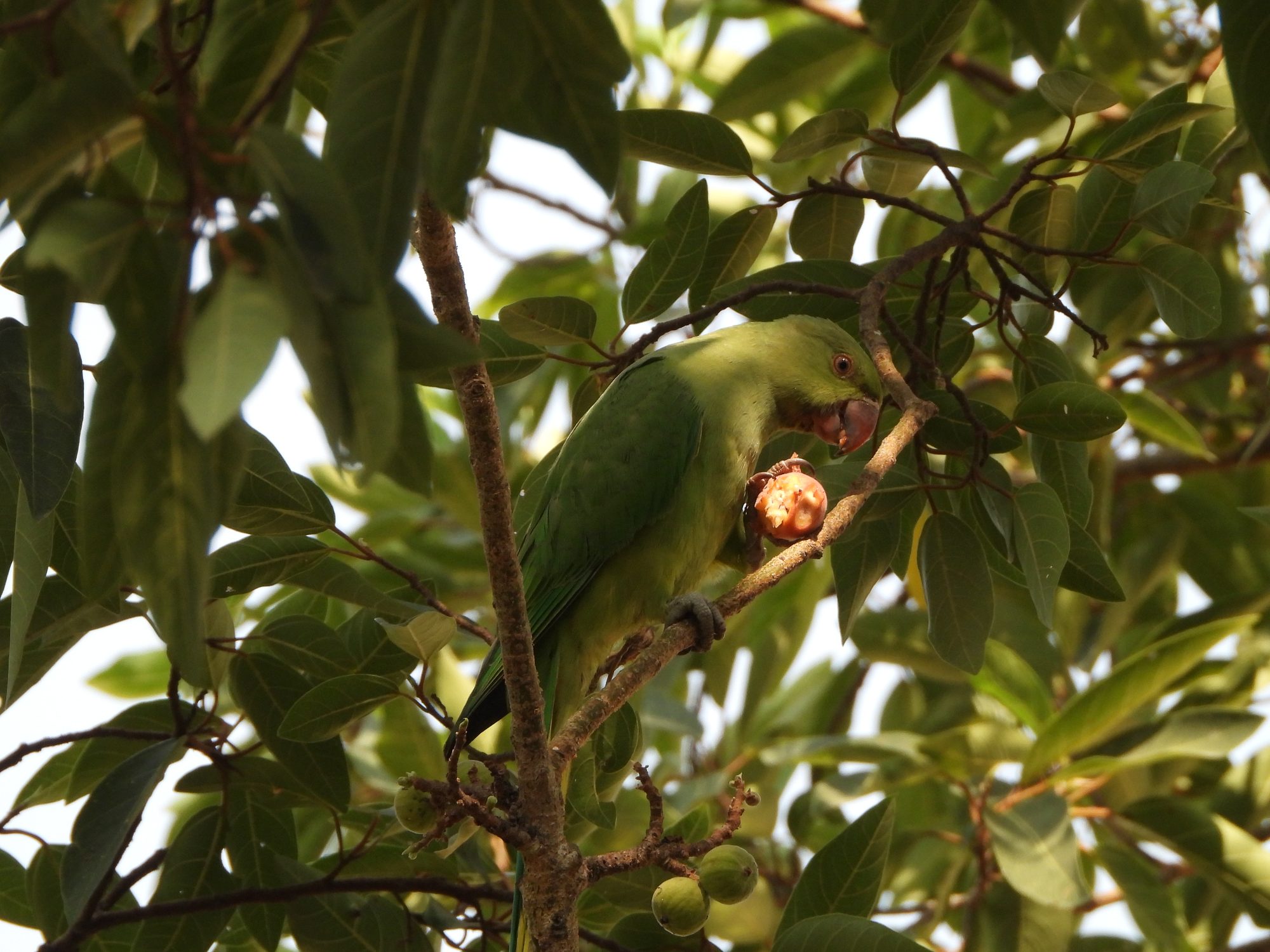 Rose-ringed Parakeet