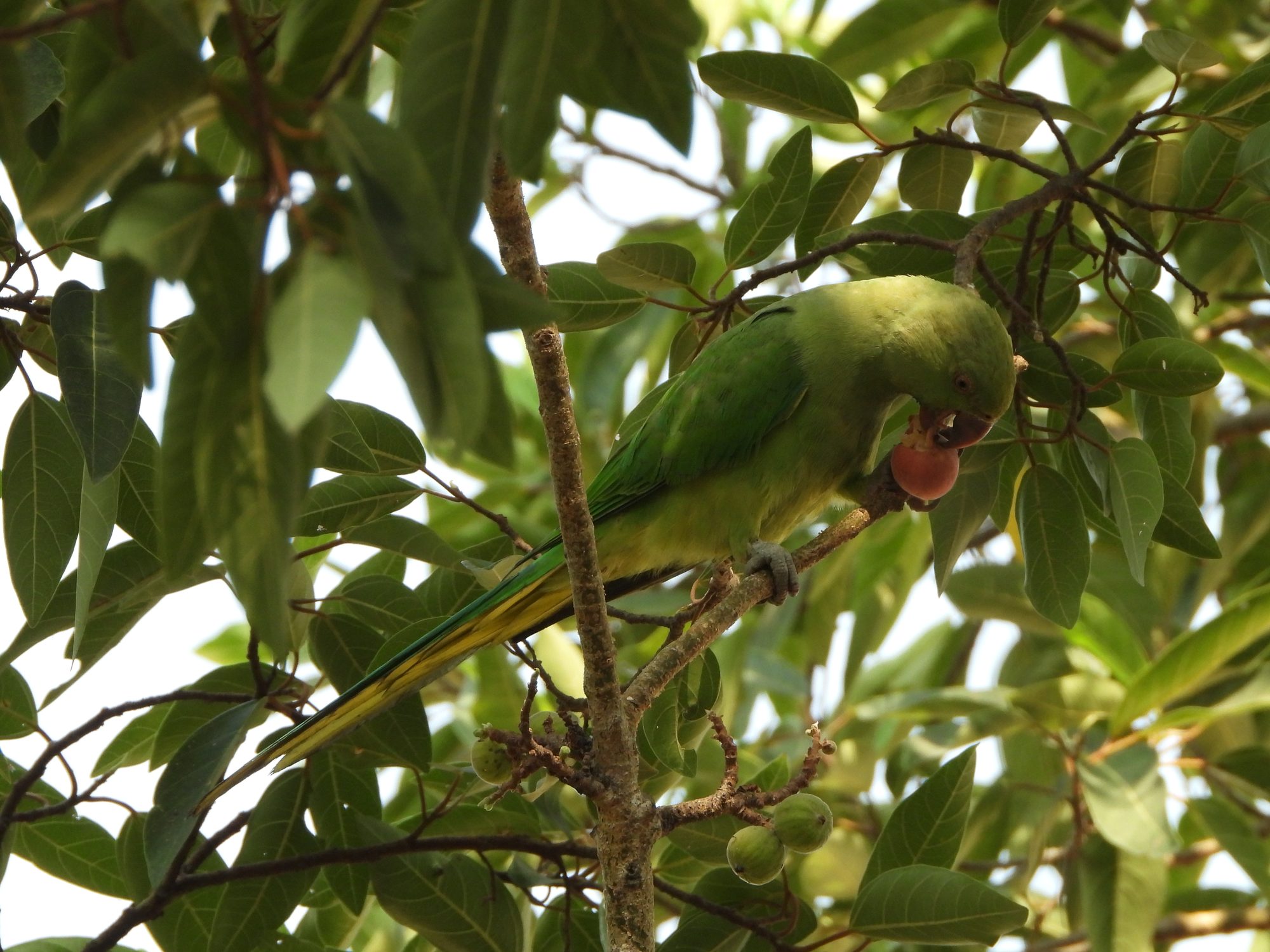 Rose-ringed Parakeet