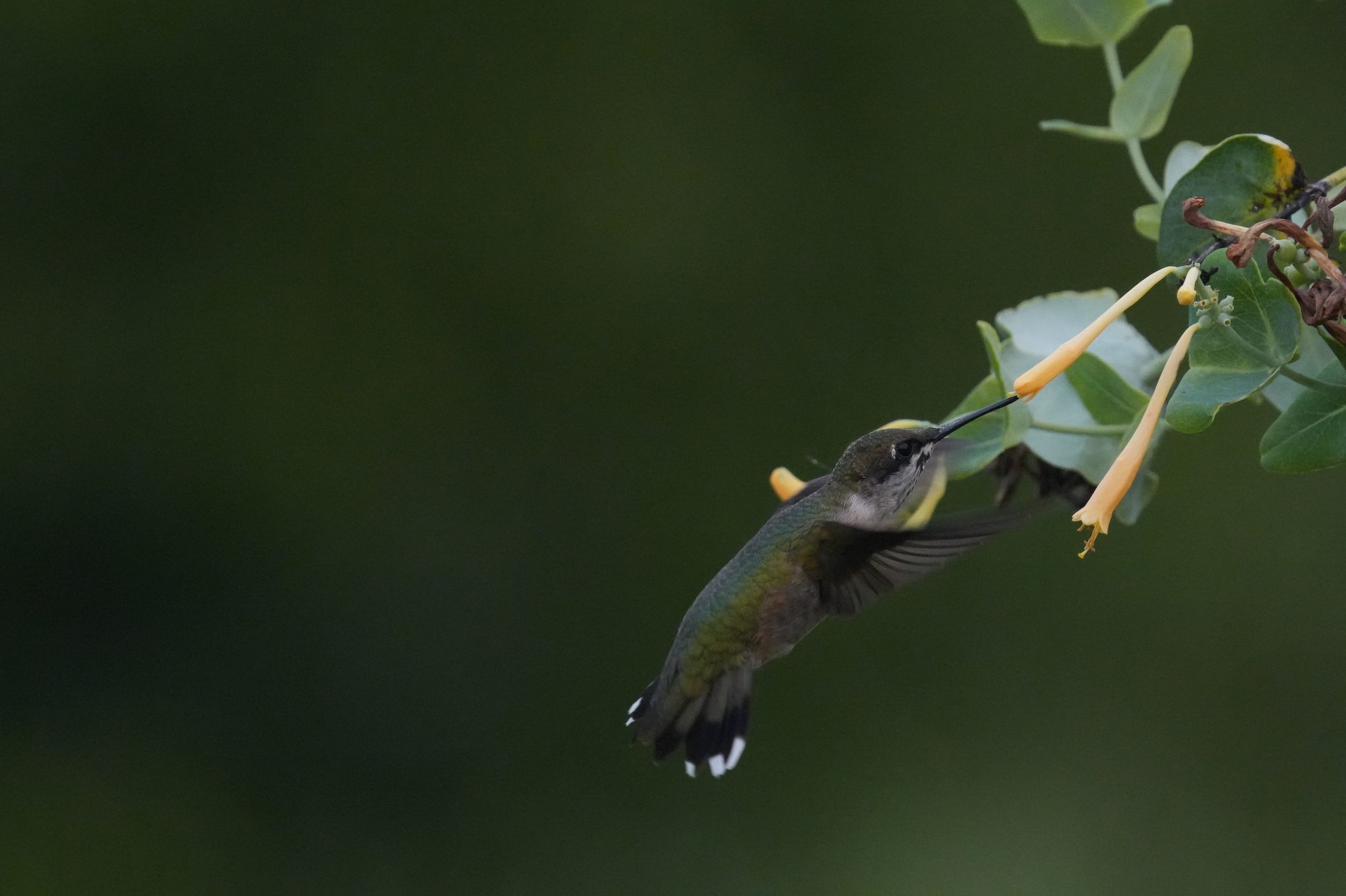 Ruby-throated Hummingbird