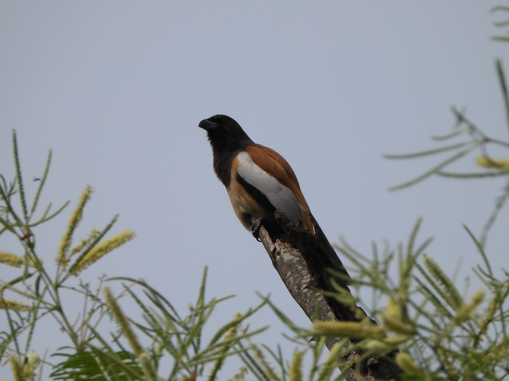 Rufous Treepie