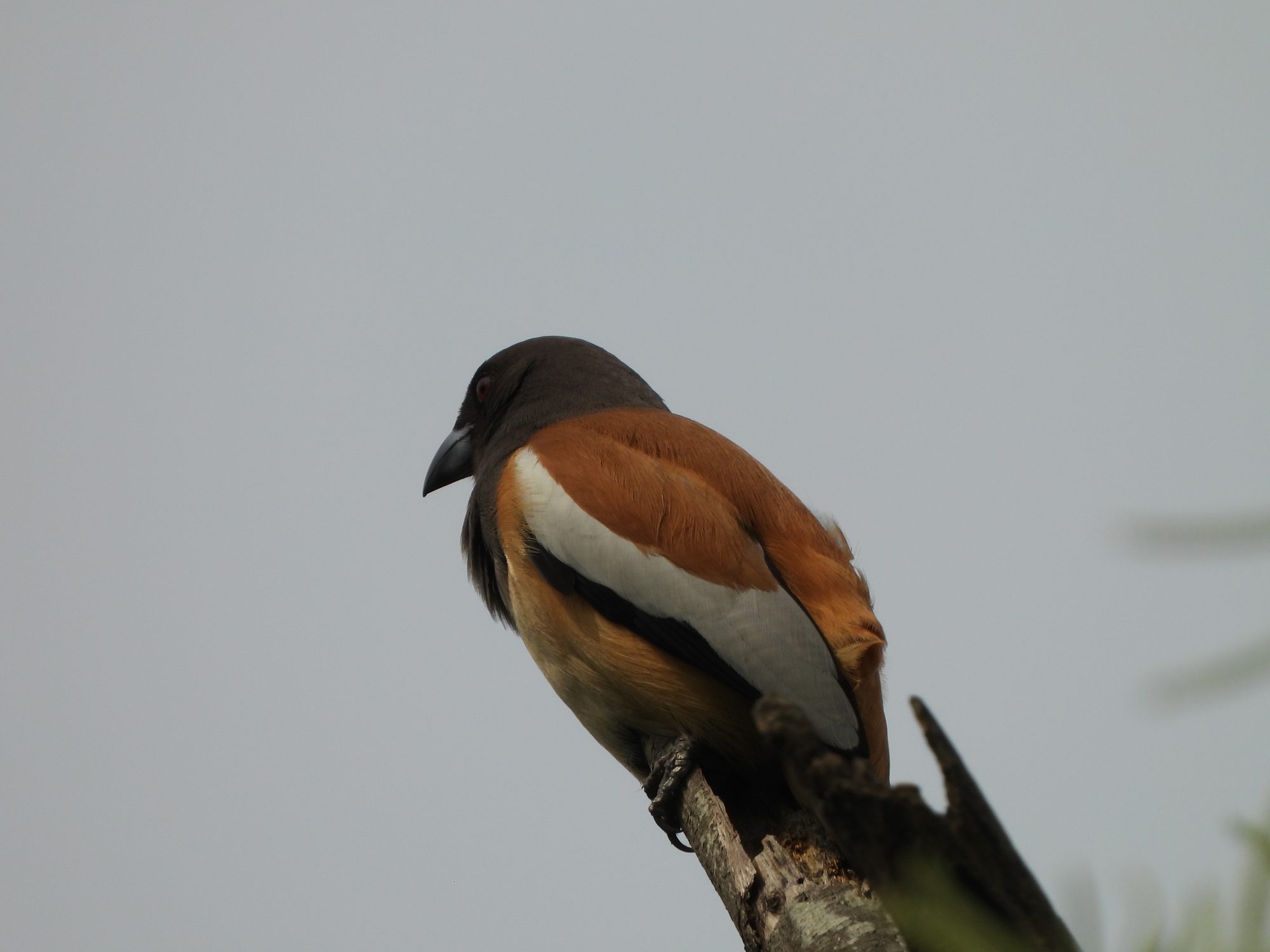 Rufous Treepie