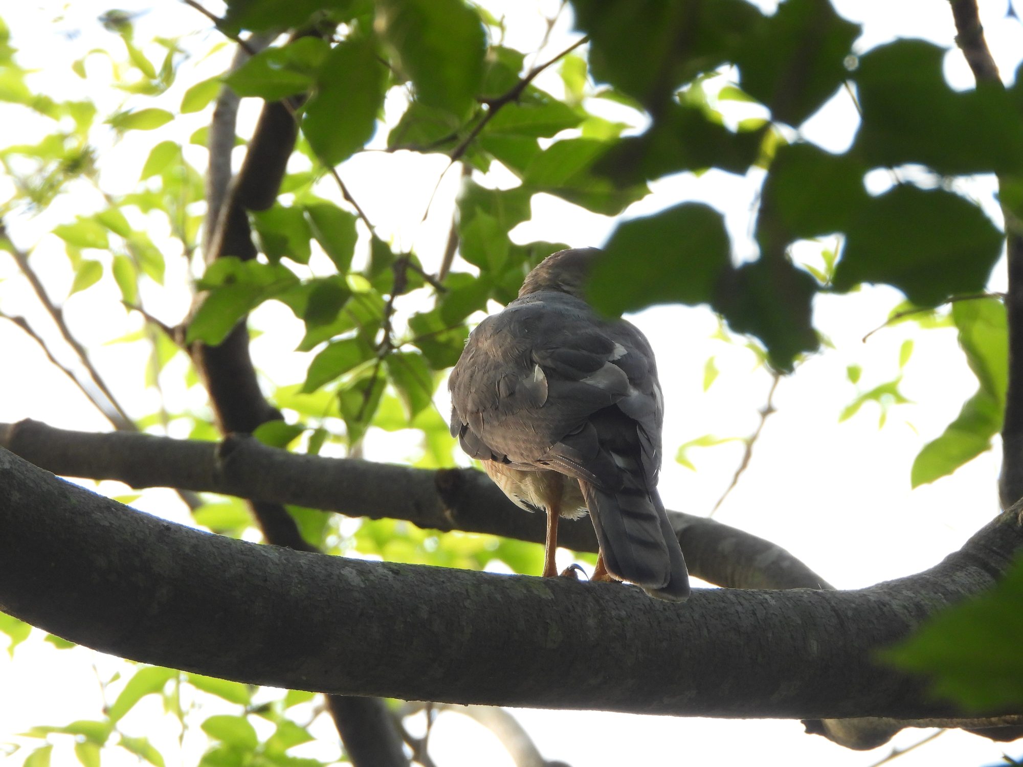 Shikra