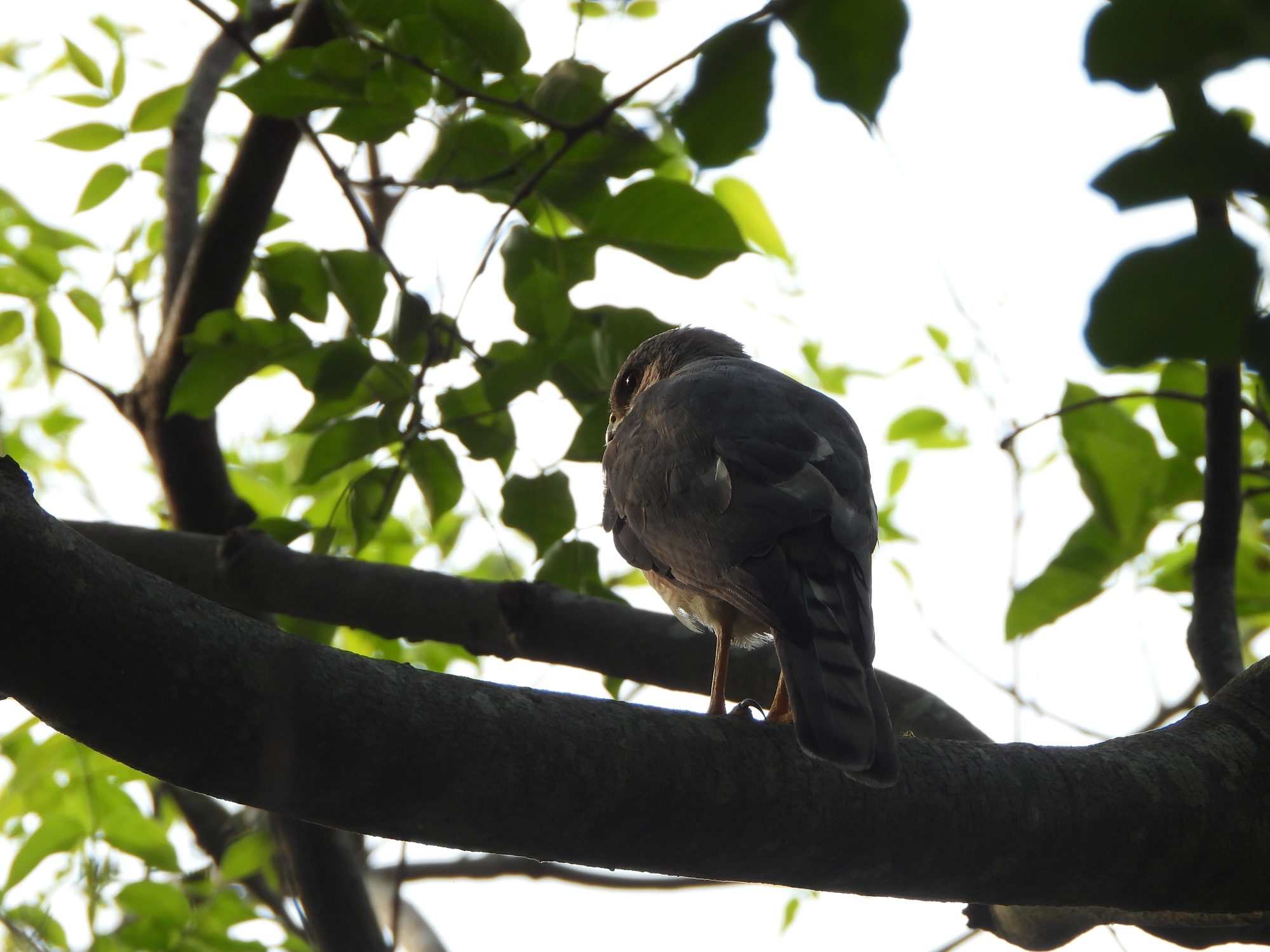Shikra