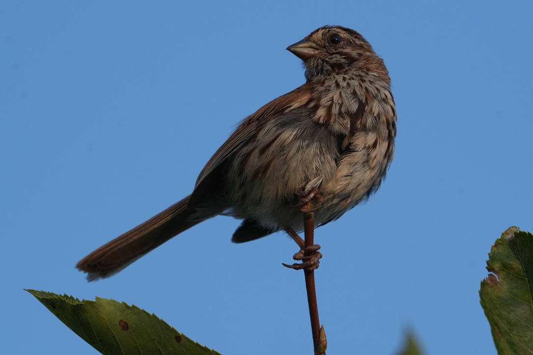 Song Sparrow