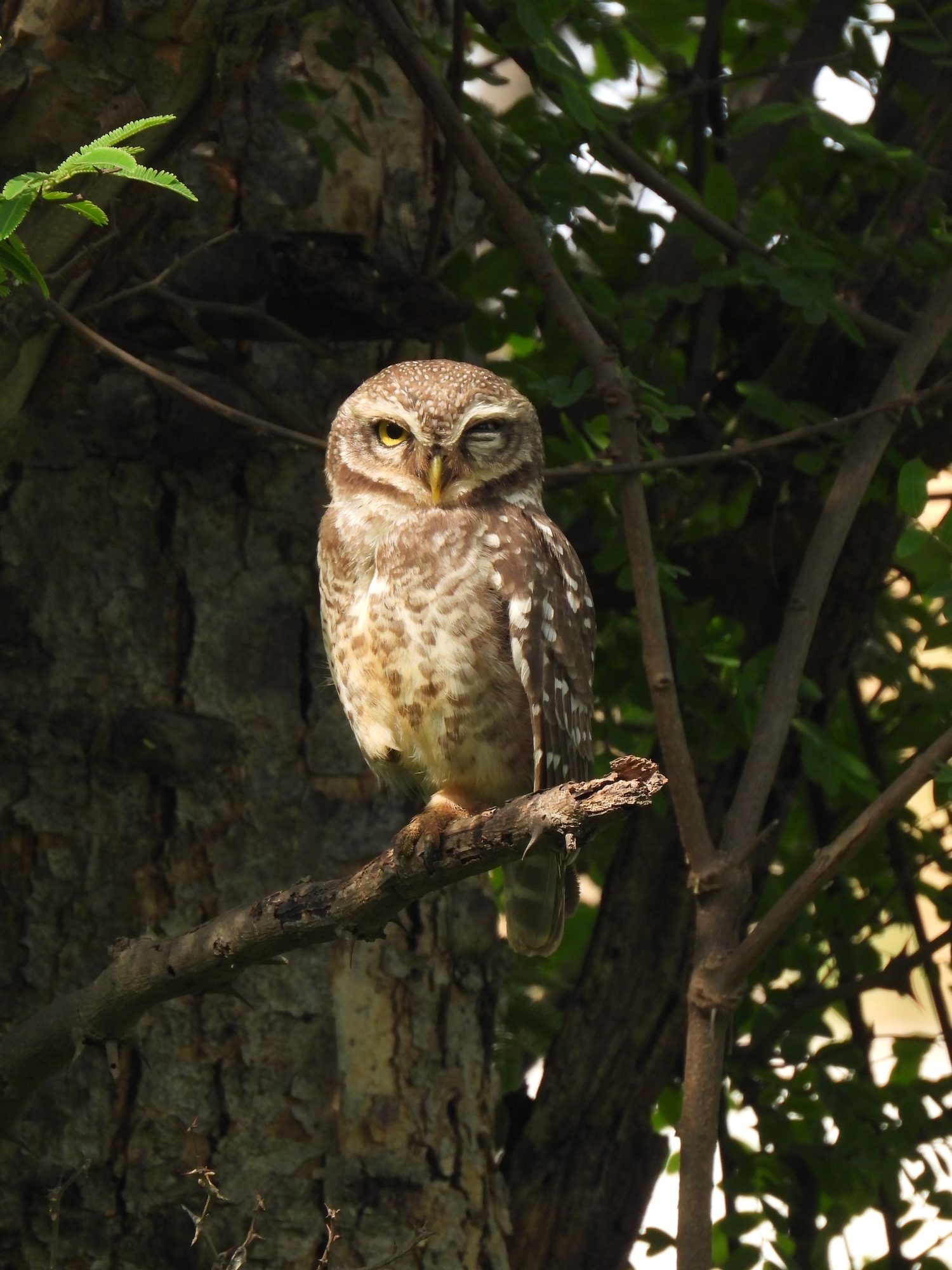 Spotted Owlet